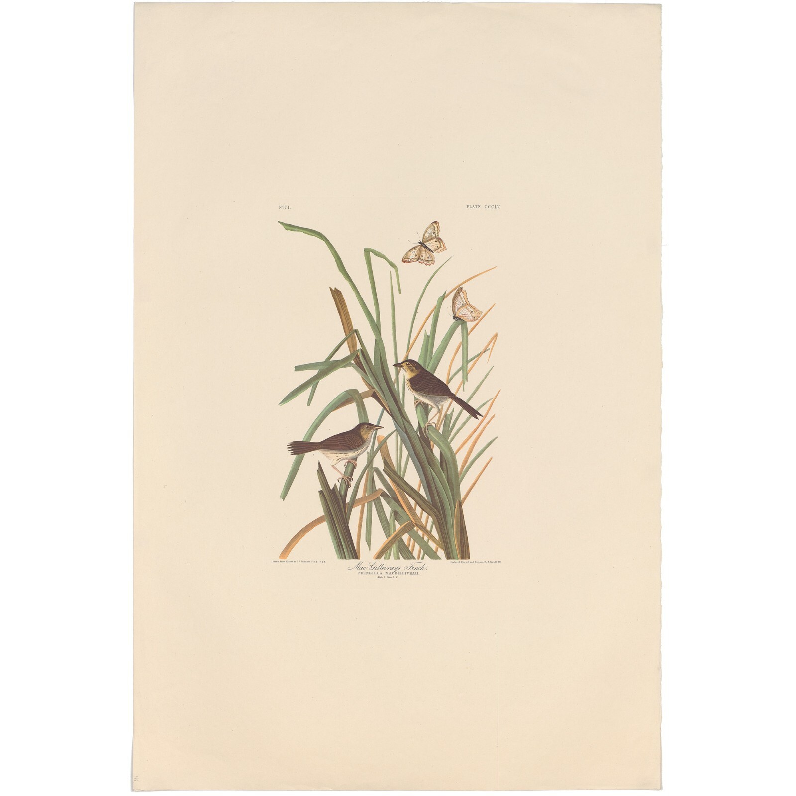 Audubon Amsterdam Ed Dbl Elephant Folio lithograph Pl 355 MacGillivray’s Finch