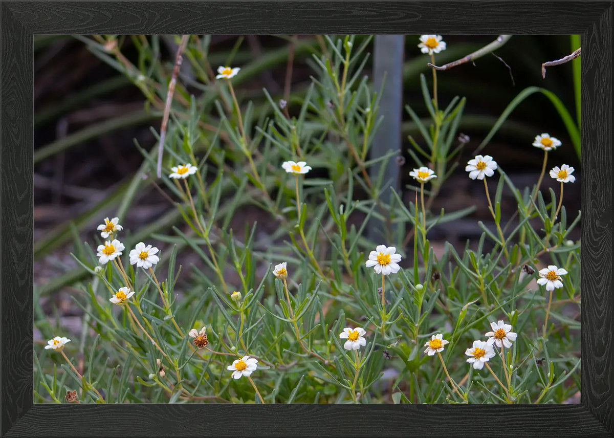White and Yellow Blackfoot Daisy Fl Framed Wall Art Poster Canvas Print Picture