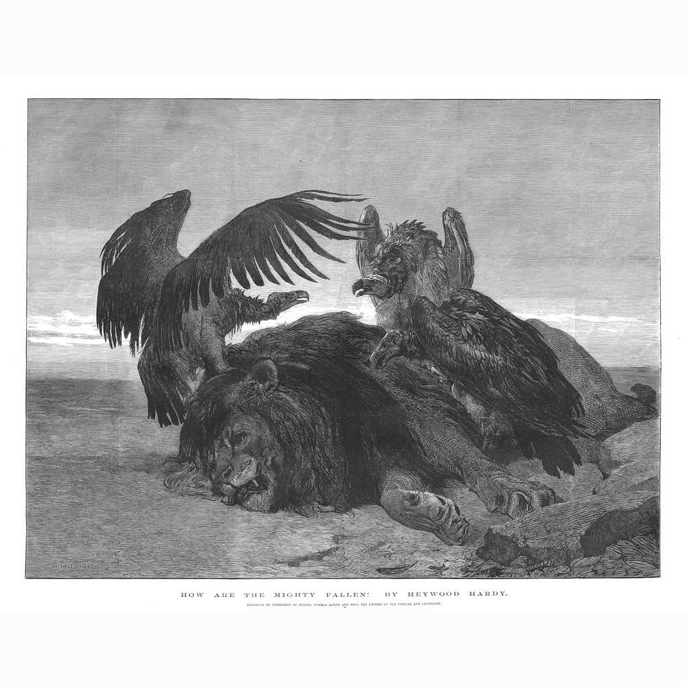 HEYWOOD HARDY How are the Mighty Fallen, Vultures on Dead Lion – Old Print 1875