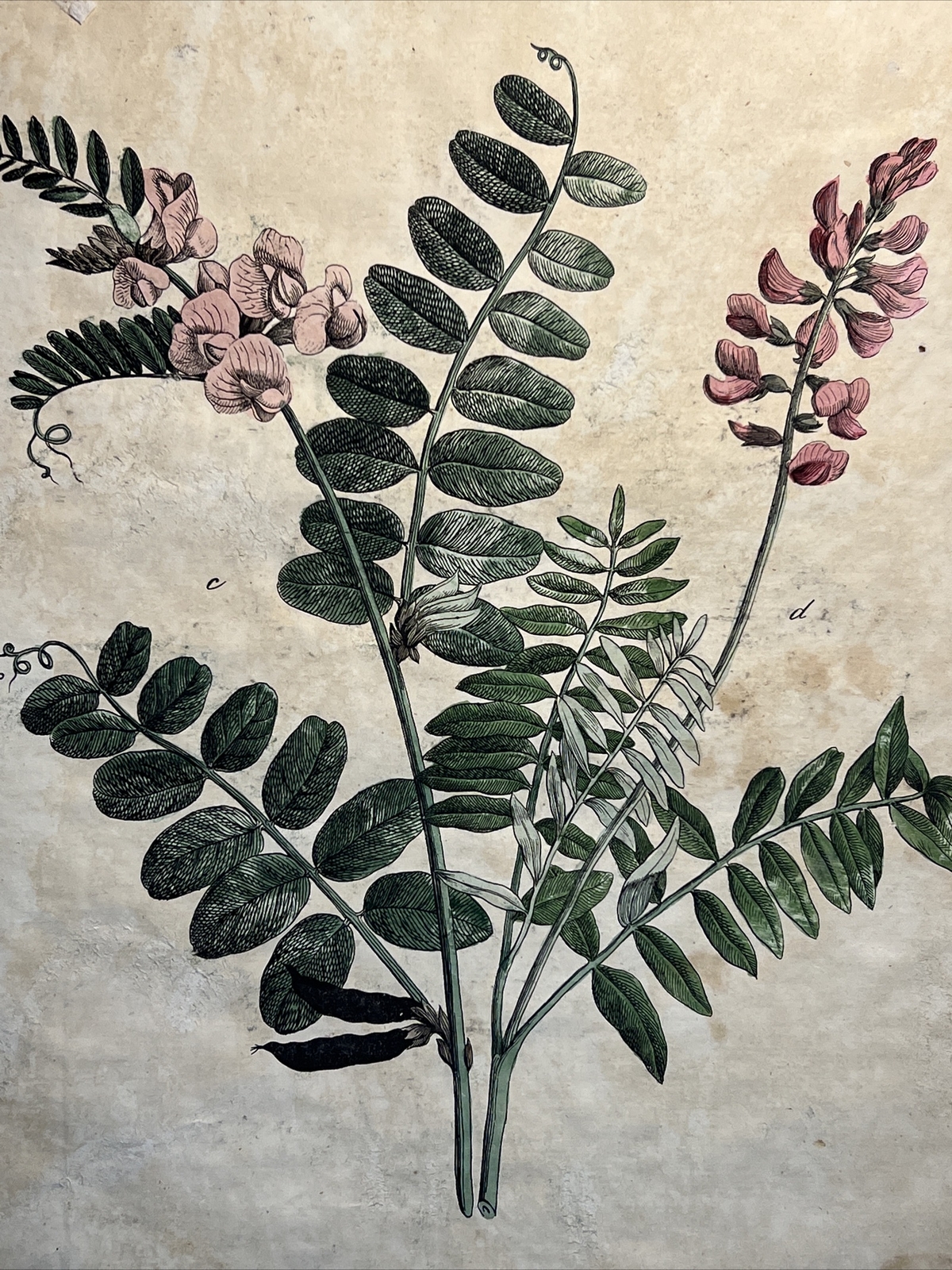 Fence Wicke Esparsette Antique Lithograph 1838 Plant Hand Colored Illustration