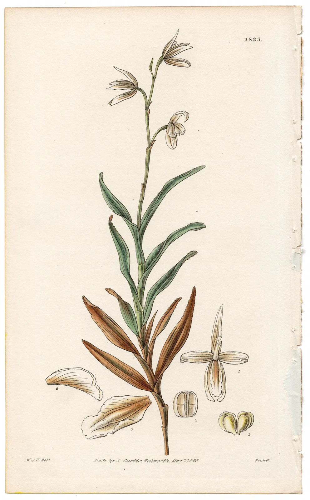 Curtis Botanical Magazine 1827 antique hand-colored engraving 2823 Octomeria