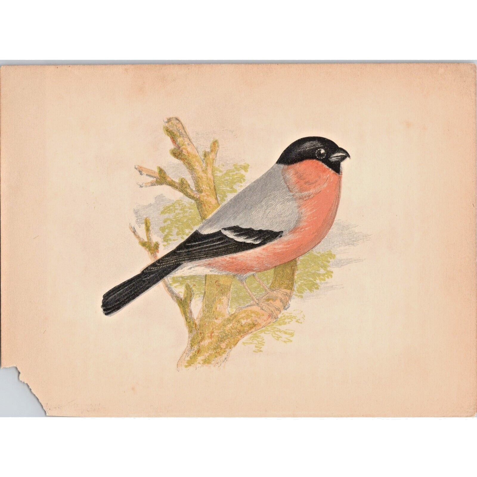 BULL FINCH ~ Original Antique 1853 Chromolithograph Bird Print ~ London