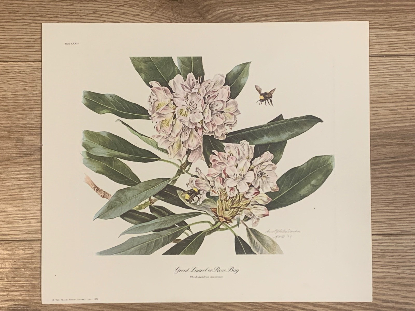 Anne Ophelia Dowden Great Laurel Botanical Lithograph Hand Signed AOD 1974