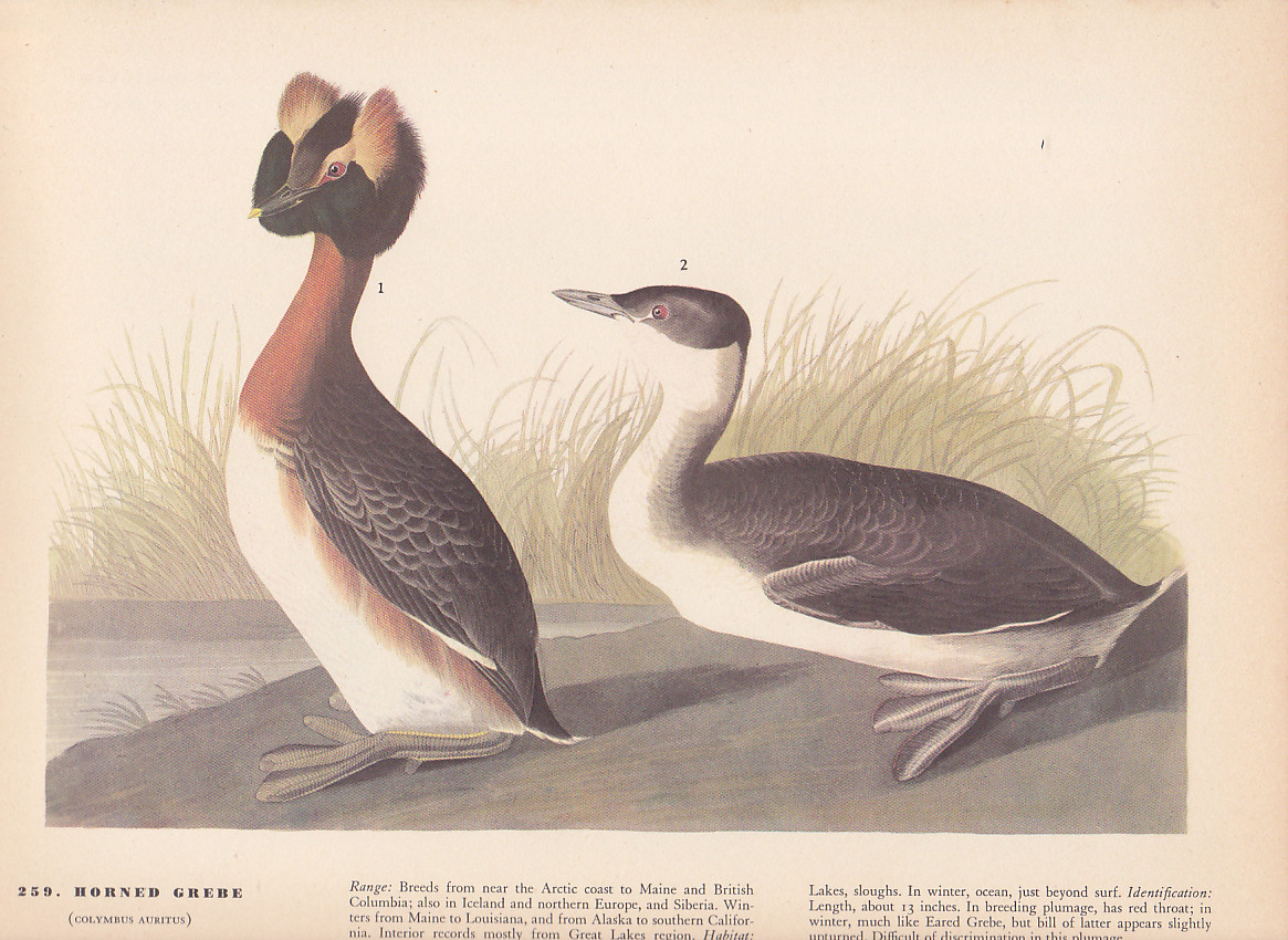 Audubon 1942 Vintage Birds #259 “Horned Grebe” Full Color Art Plate Lithograph