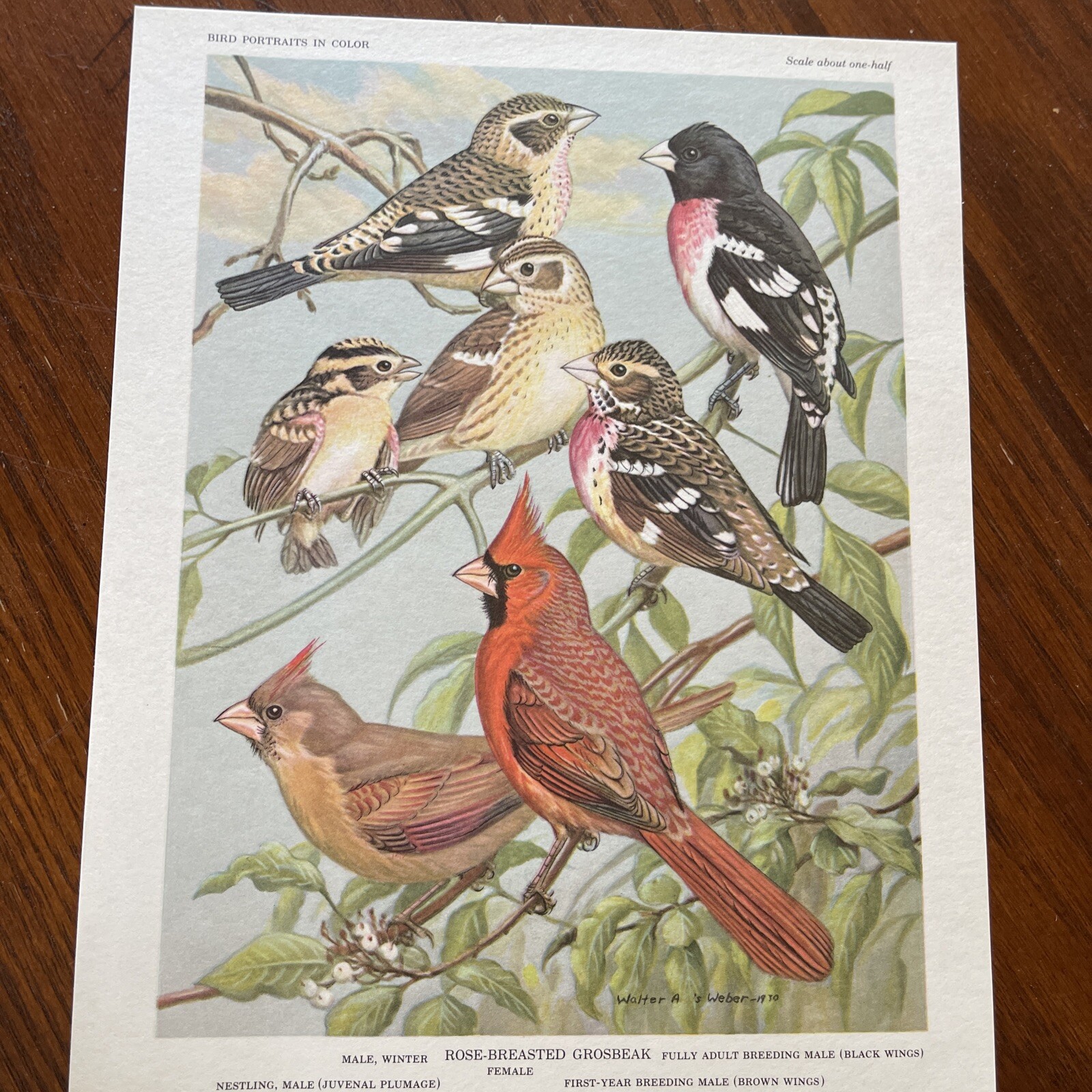 Vintage Bird Prints Suitable For Framing & Gift Giving