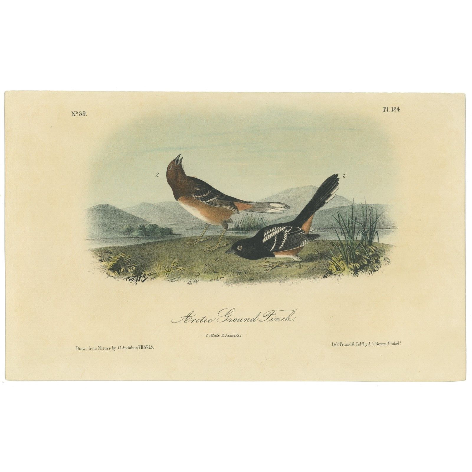 Audubon Birds Octavo 2nd Ed 1856 h/c lithograph Pl 194 Arctic Ground Finch