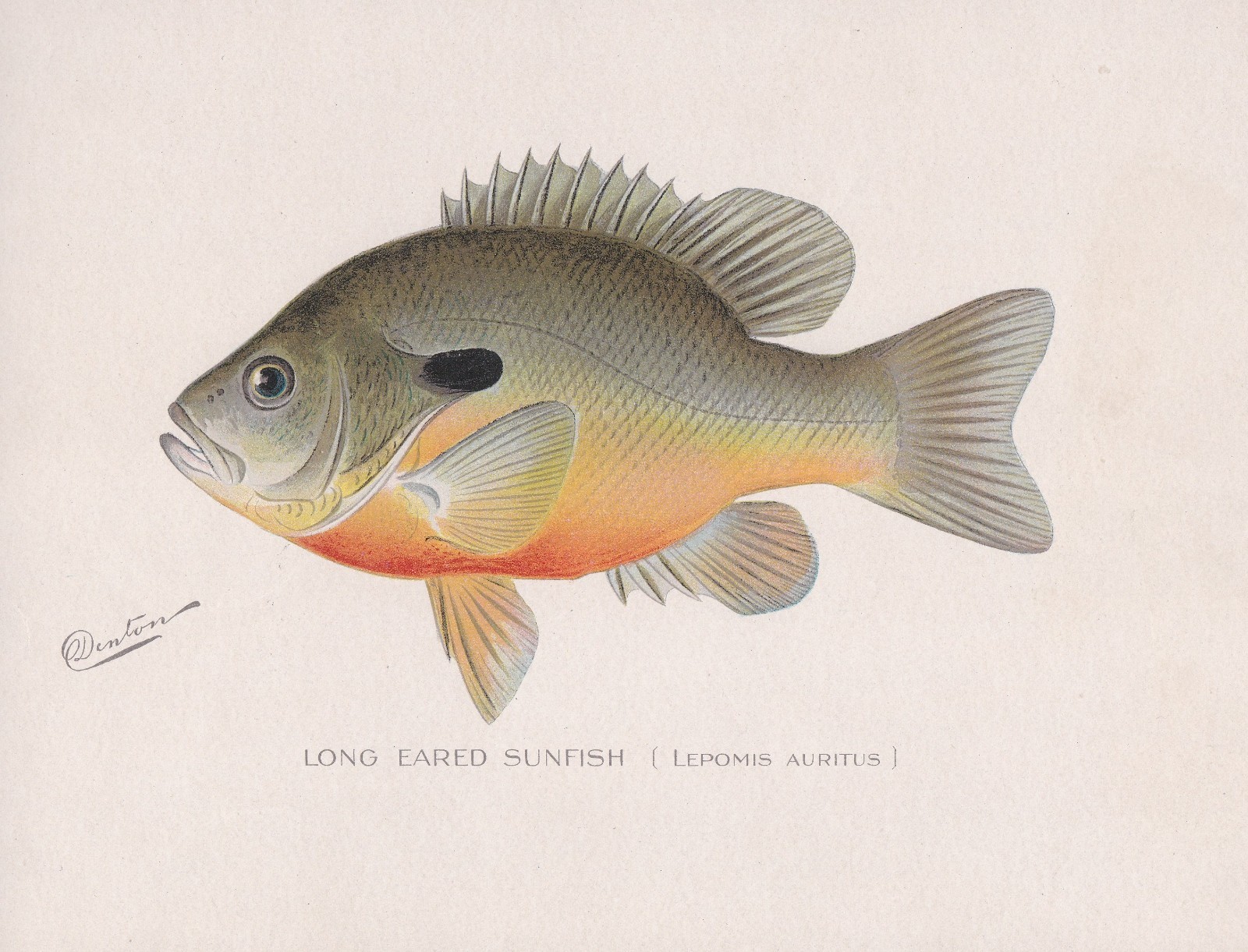 Antique Fish Print: Long-Eared or Red-Breasted Sunfish by Denton 1902