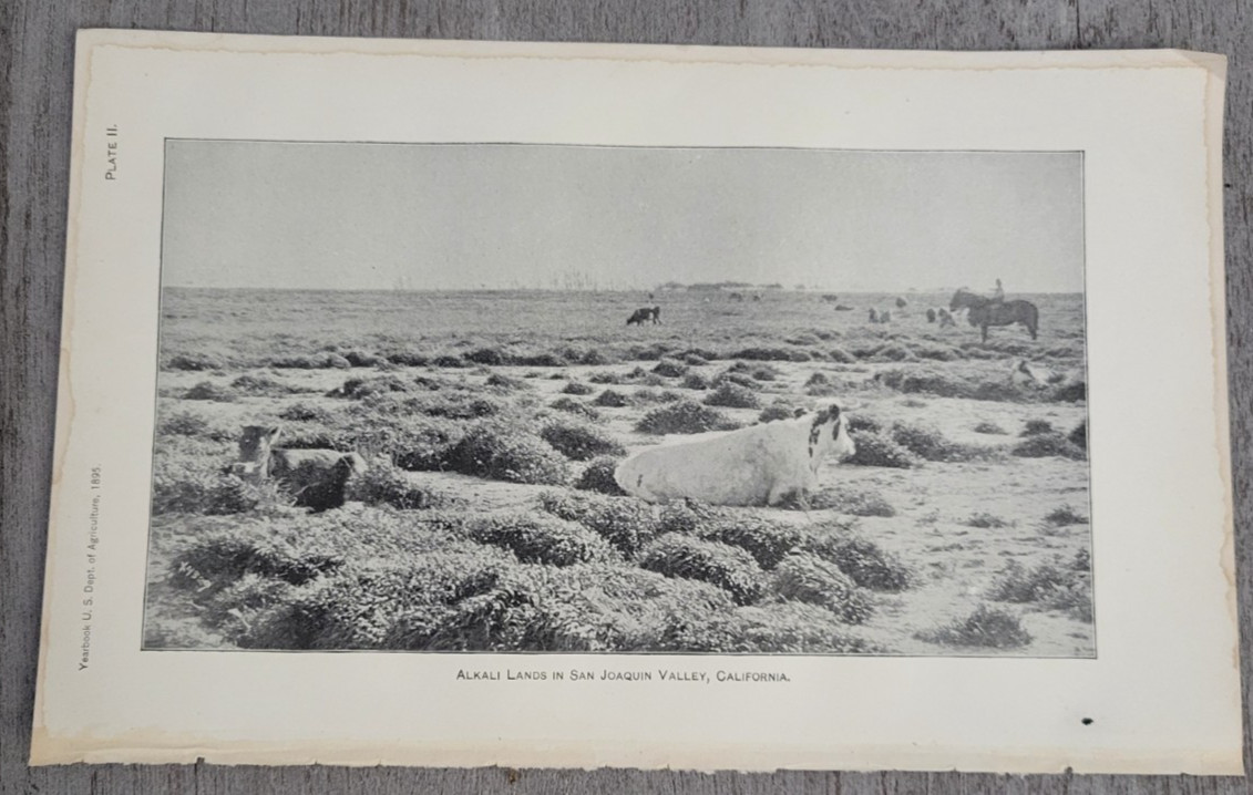 1896 ALKALI LANDS IN SAN JOAQUIN VALLEY CALIFORNIA Cowboy on Horse & Cows Print