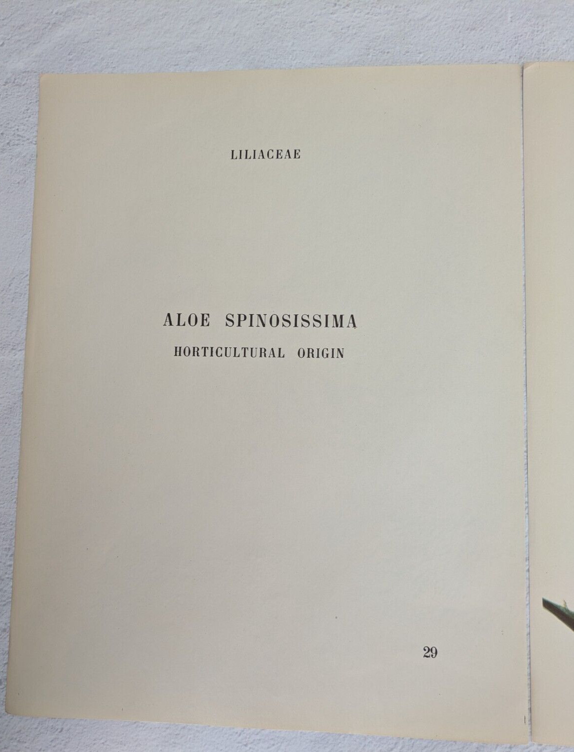 1948 Aloe Spinosossima Arlette Davids Rock Plants Botanical Print 29