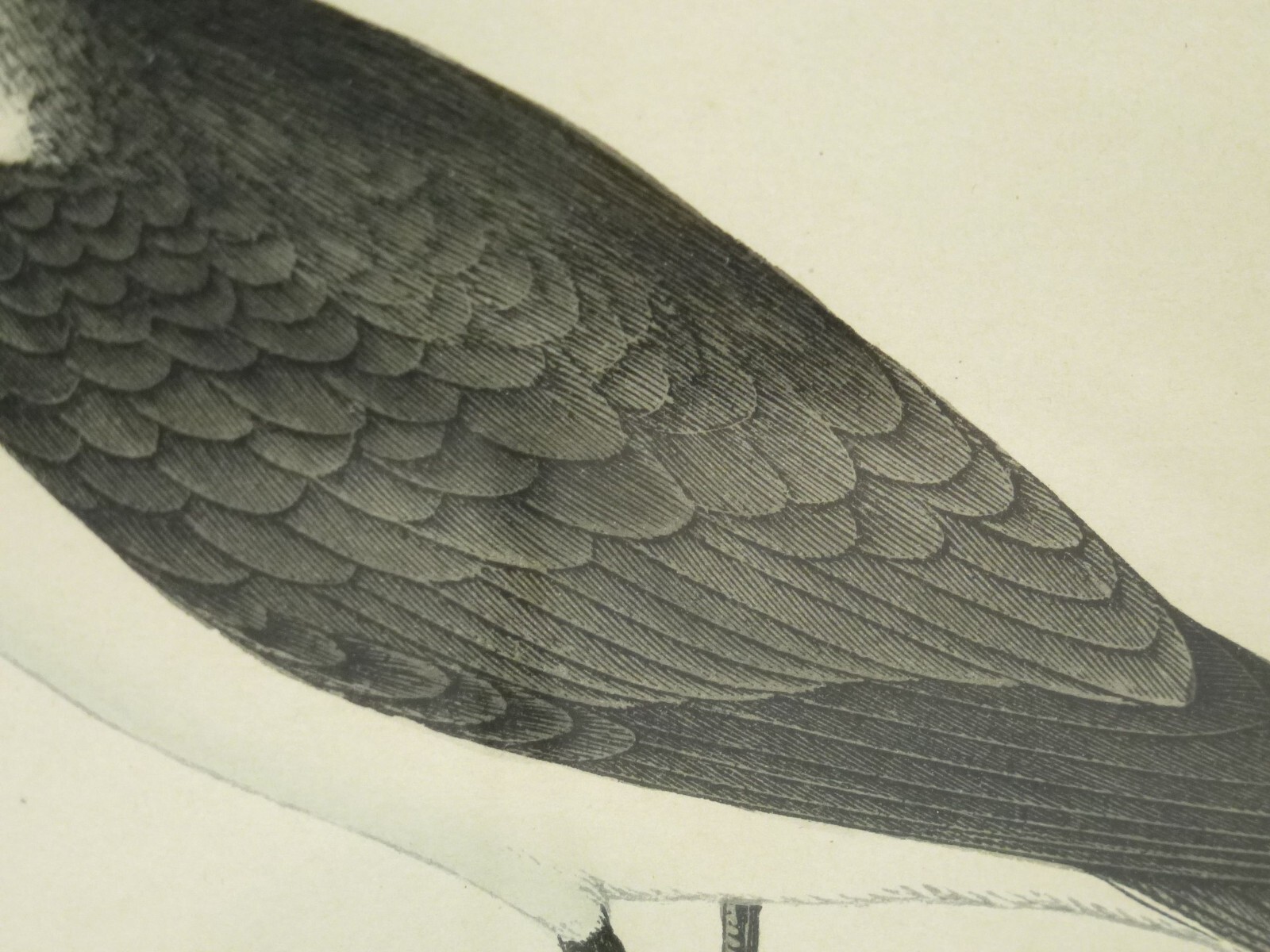 (B1702) Colorierter Stich “Sooty Tern ~ Rußseeschwalbe ” Künstler: unbekannt