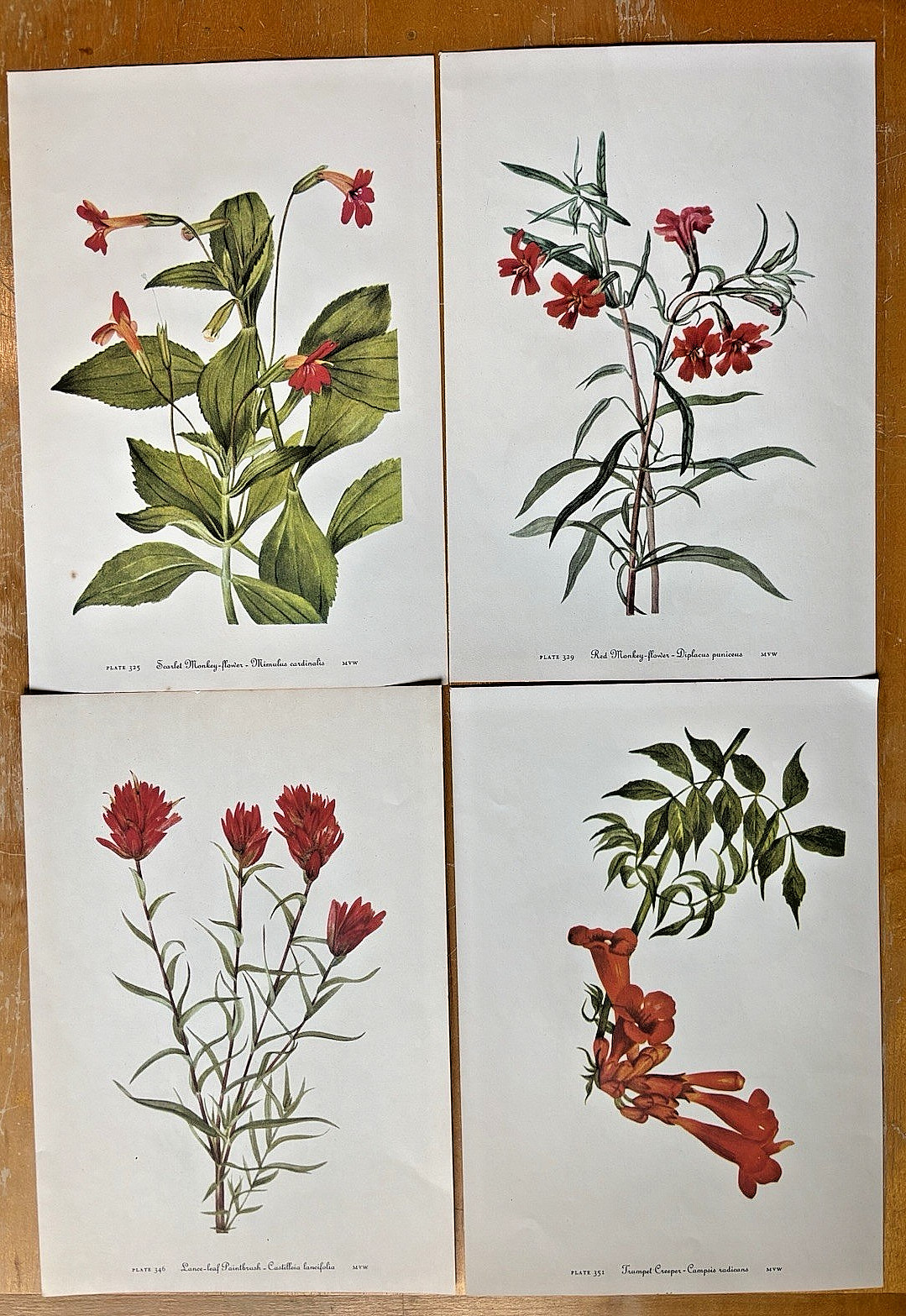 Lot of 4 Mary Walcott Orange and Red Tone Botanical Flower Prints 1953 #329