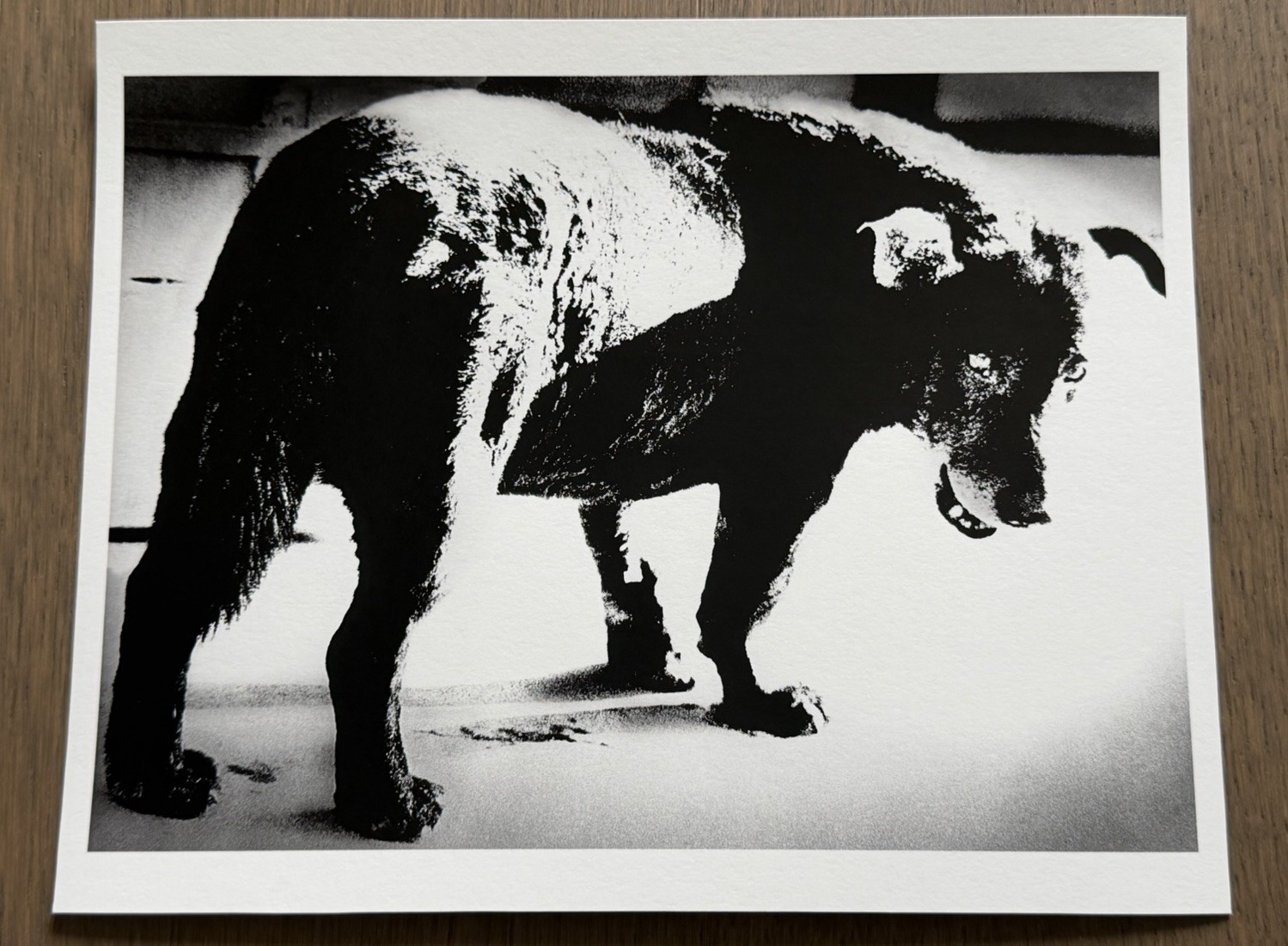 🎈SIGNED Daido Moriyama – Stray Dog 1971, Gelatin Silver Print, Limited Ed SRARE