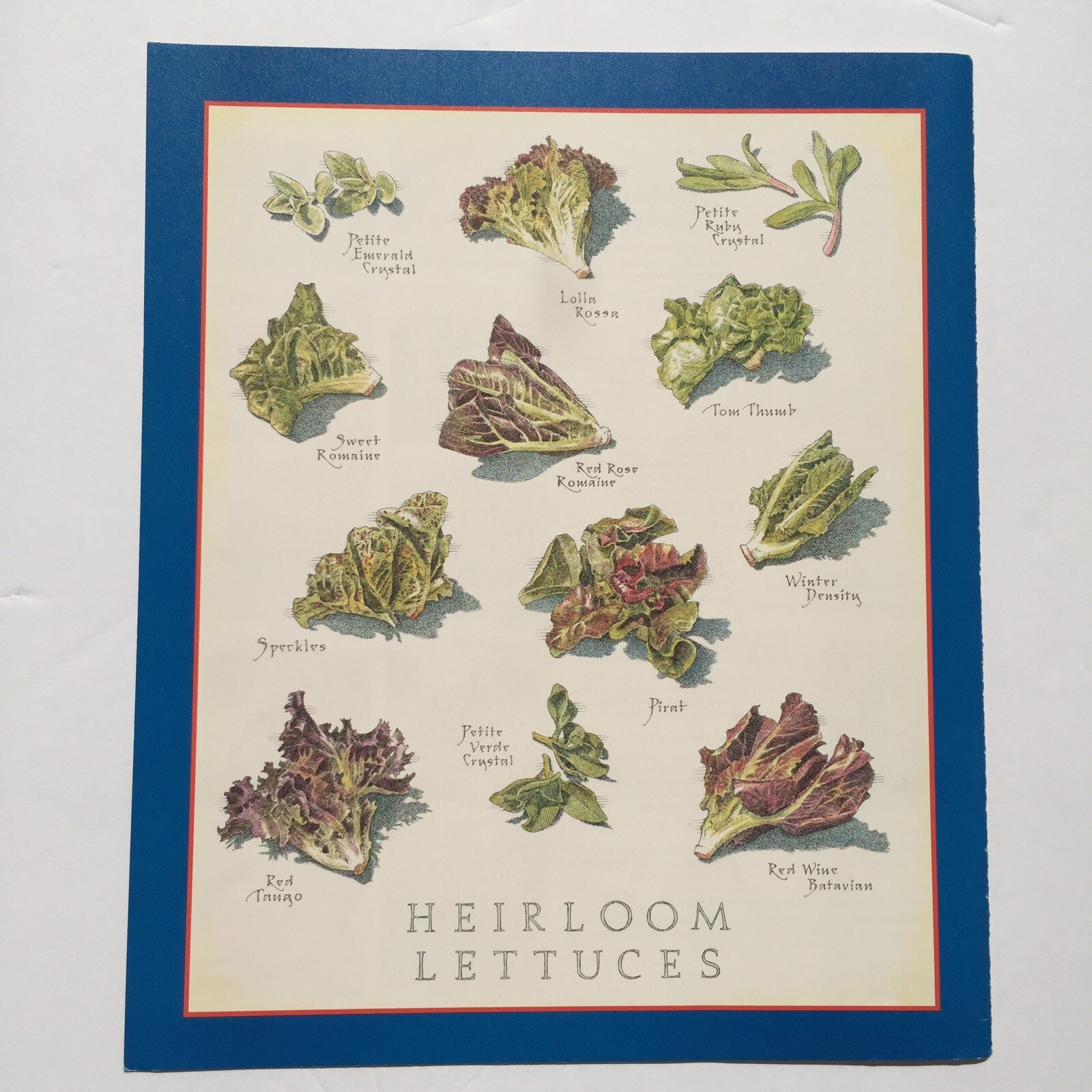 Cook’s Illustrated Back Cover ONLY Art Print John Burgoyne Heirloom Lettuces