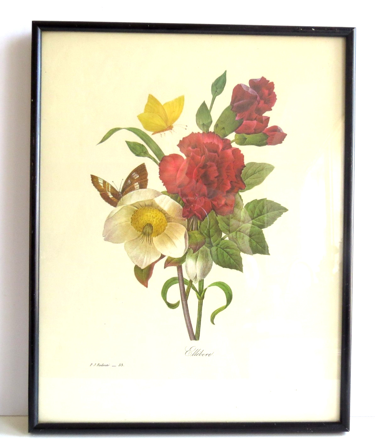 Pierre Joseph Redoute Flowers ELLEBORE Vintage Botanical Art Print 35 FRAMED