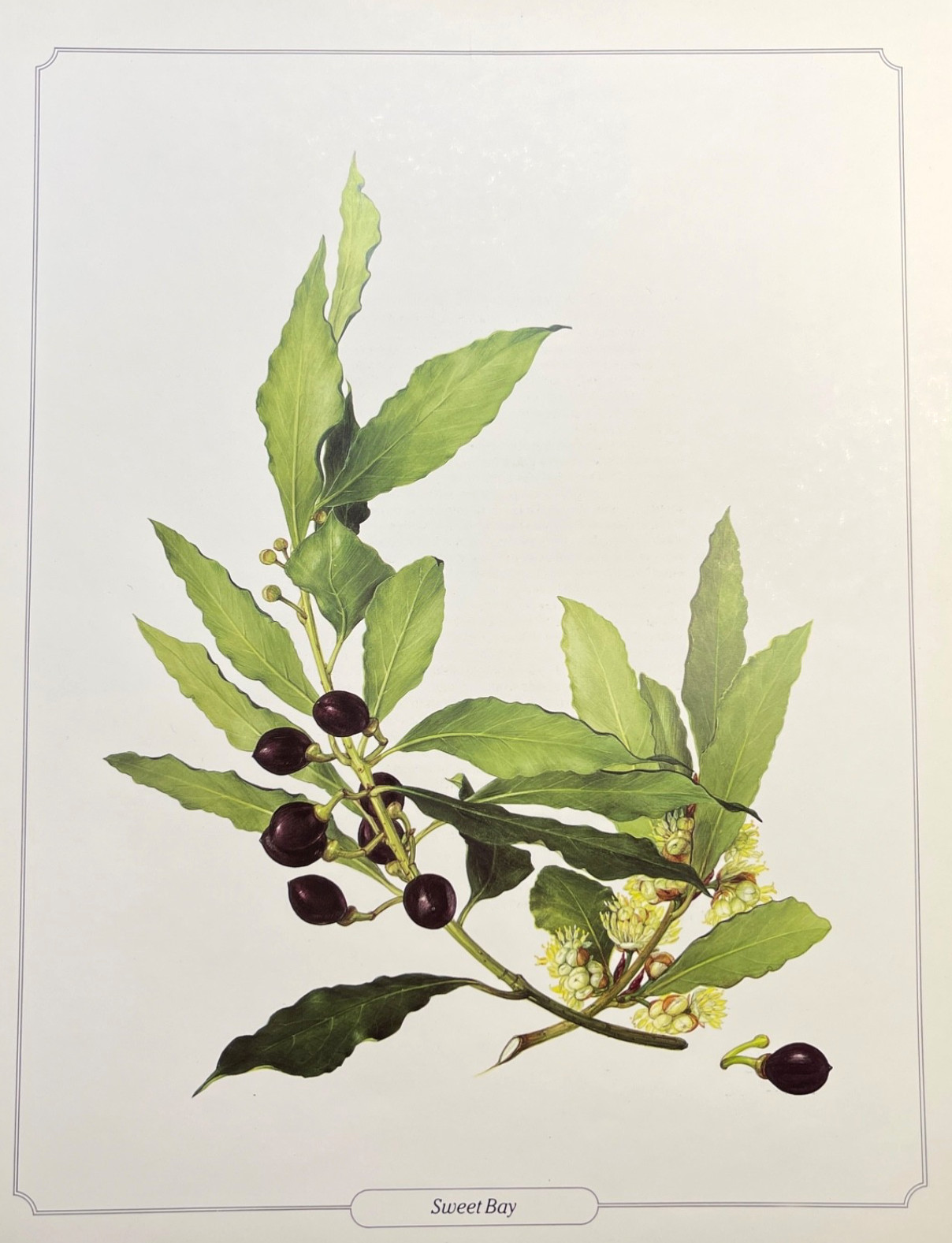 Botanical Print Vintage Color Illustration Plate Sweet Bay Branch