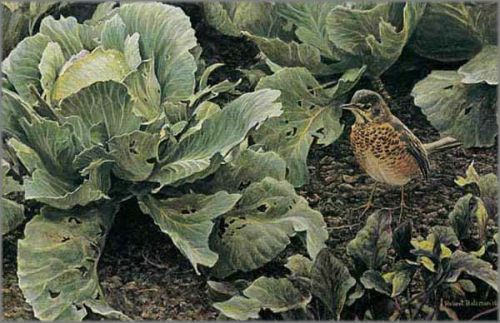 Summer Garden Young Robin – Robert Bateman – Sign & Number Ltd Ed Prt – Mint