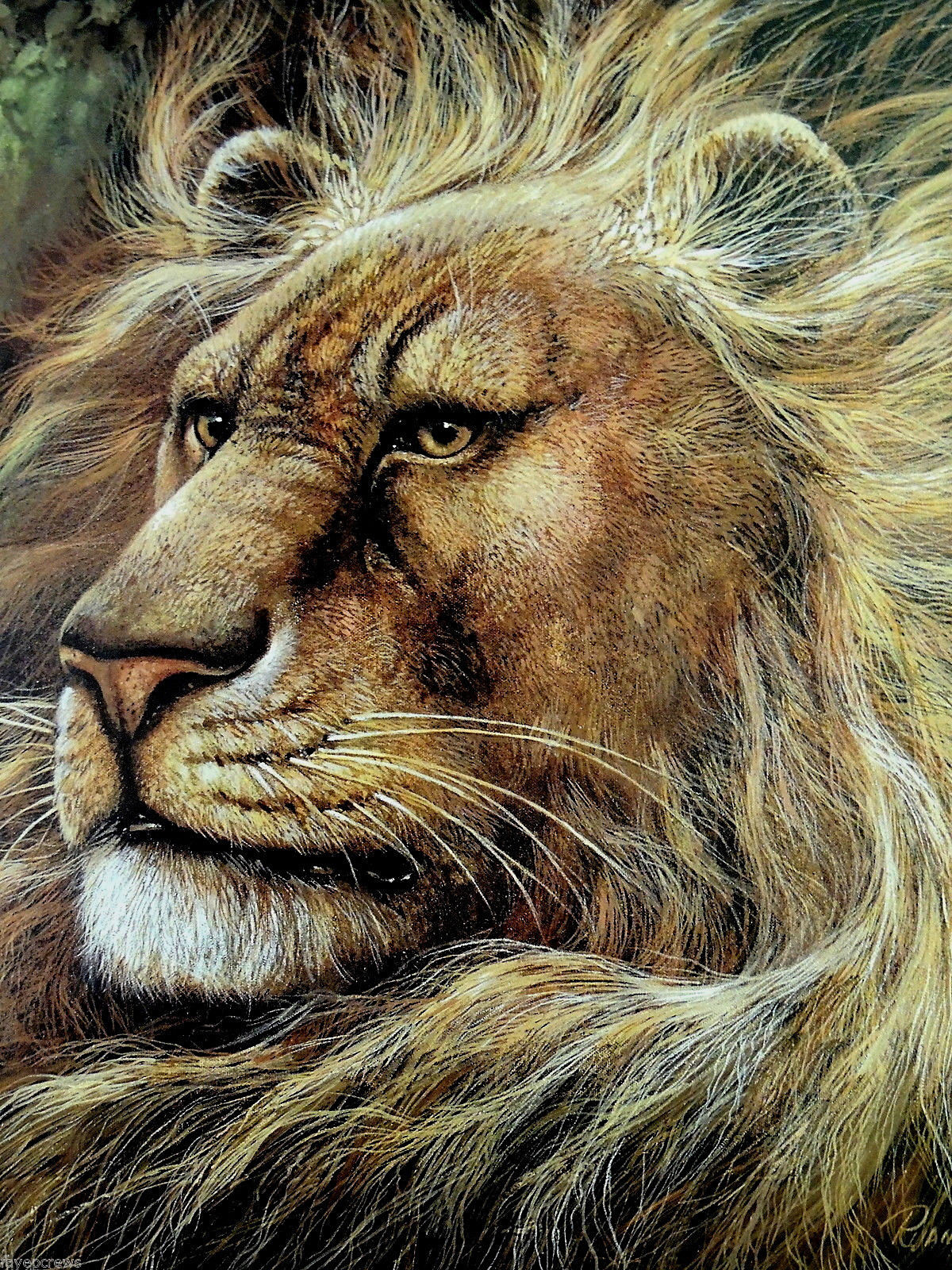 LION PICTURE SAFARI ANIMAL RUANE MANNING UNFRAMED ART PRINT 16X20