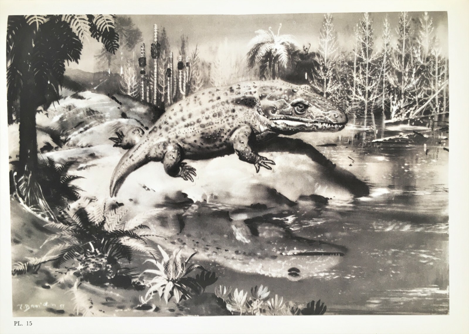 MASTODONSAURUS, Dinosaur, Vintage 1960s Colour Print by Burian