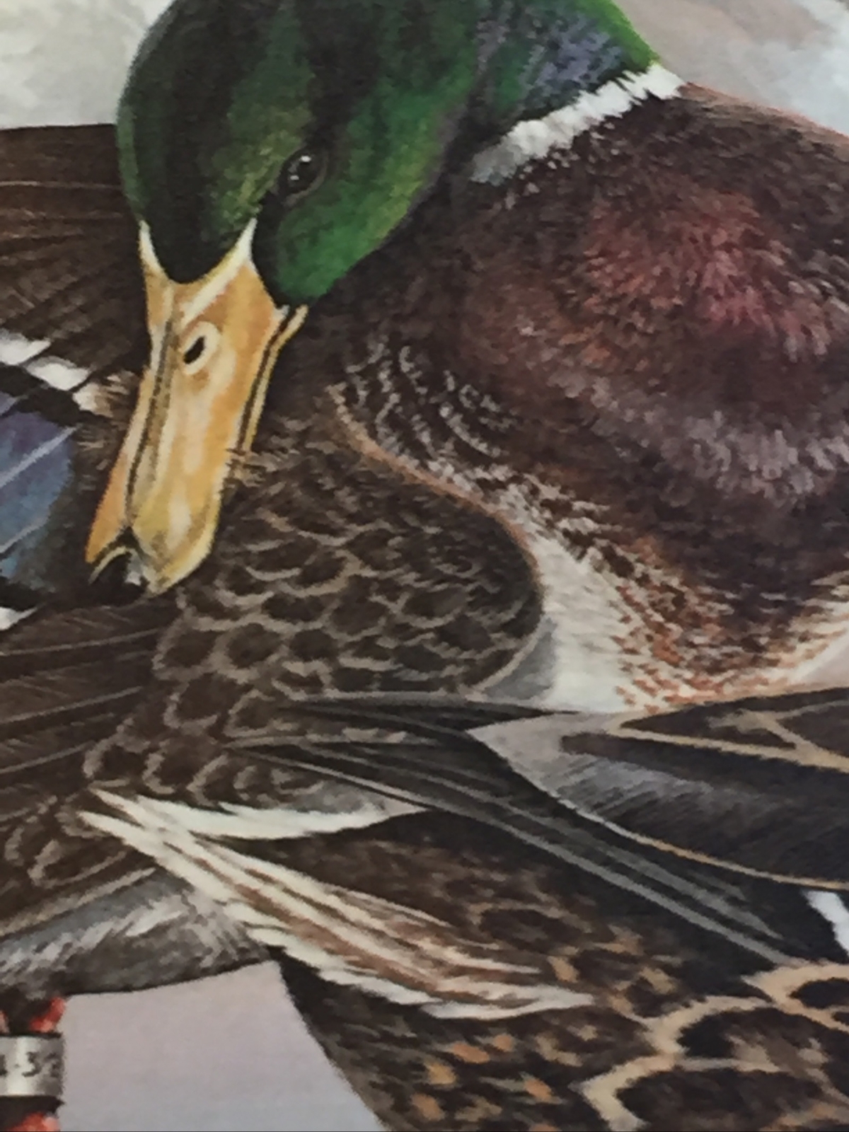1st State Duck,1986,Washington, S/N,Keith Warwick ,Folder,Mint Stamp. Excellent,