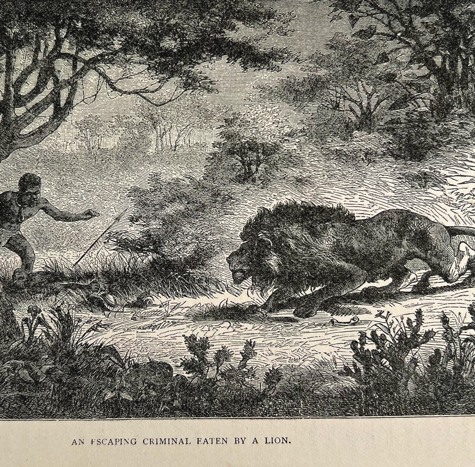Escaping Native Criminal Lion Attack Wood Engraving 1887 Victorian Art DWEE21