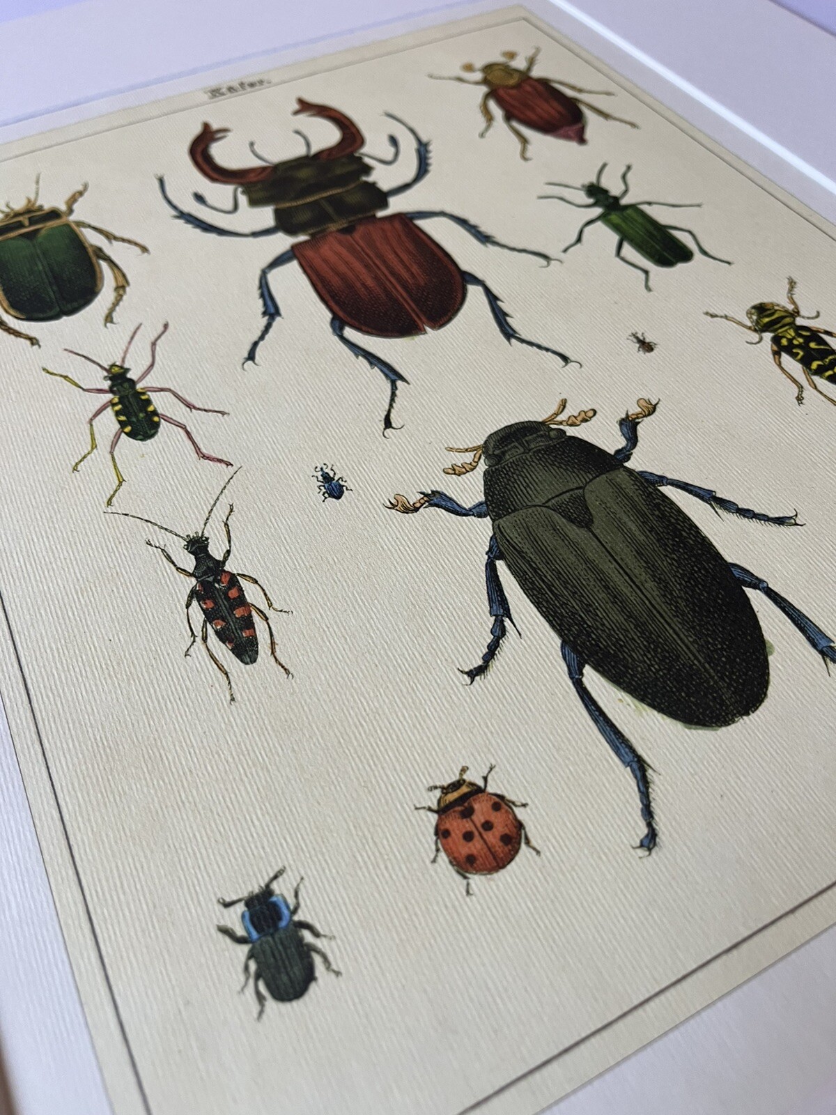 Beetles Vintage Style Curiosities Print Archival Matted 16×20