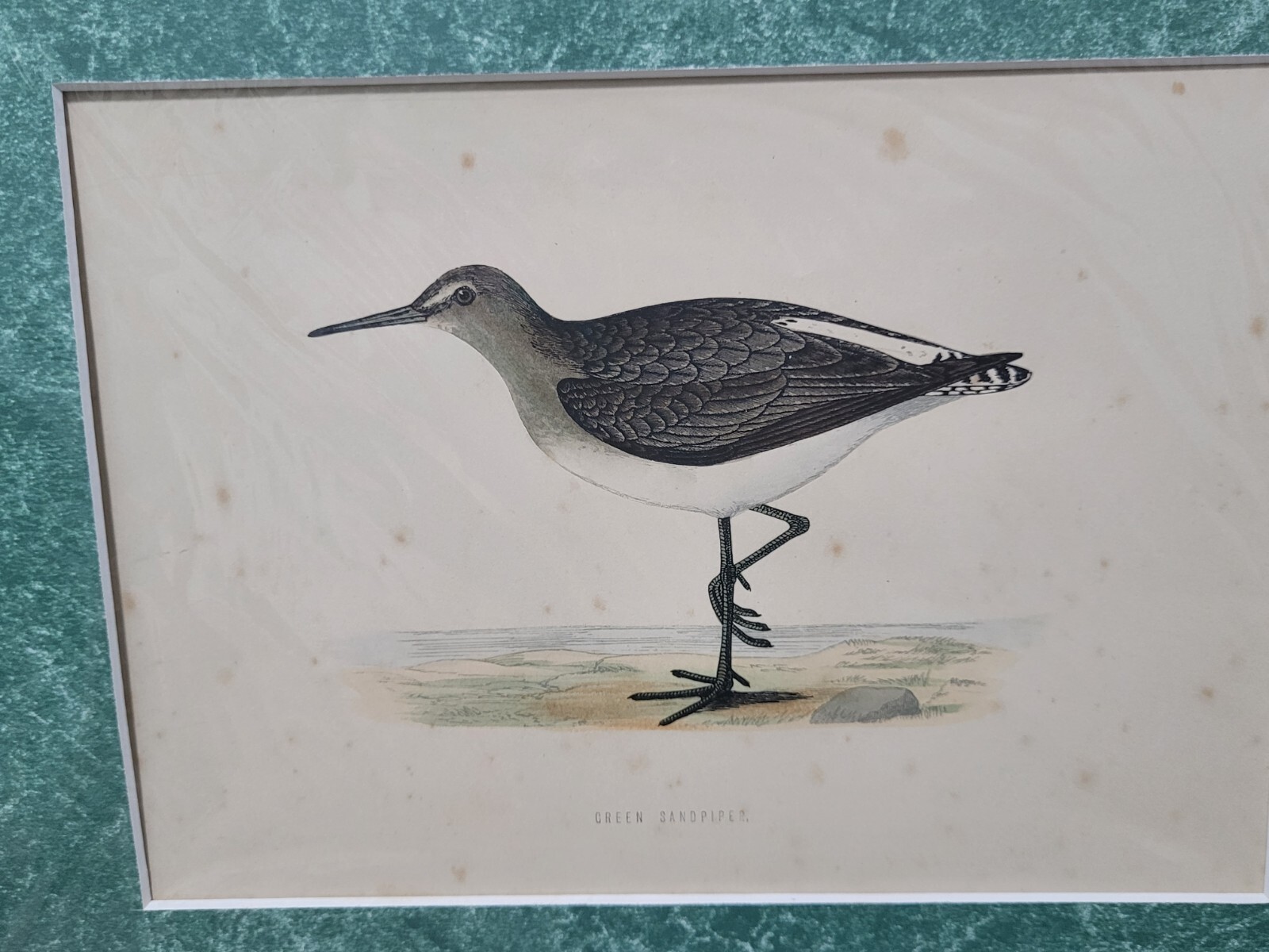 Alexander Francis Lydon, 18th Century Bird Woodcut Prints Lot of 3 Green Matted