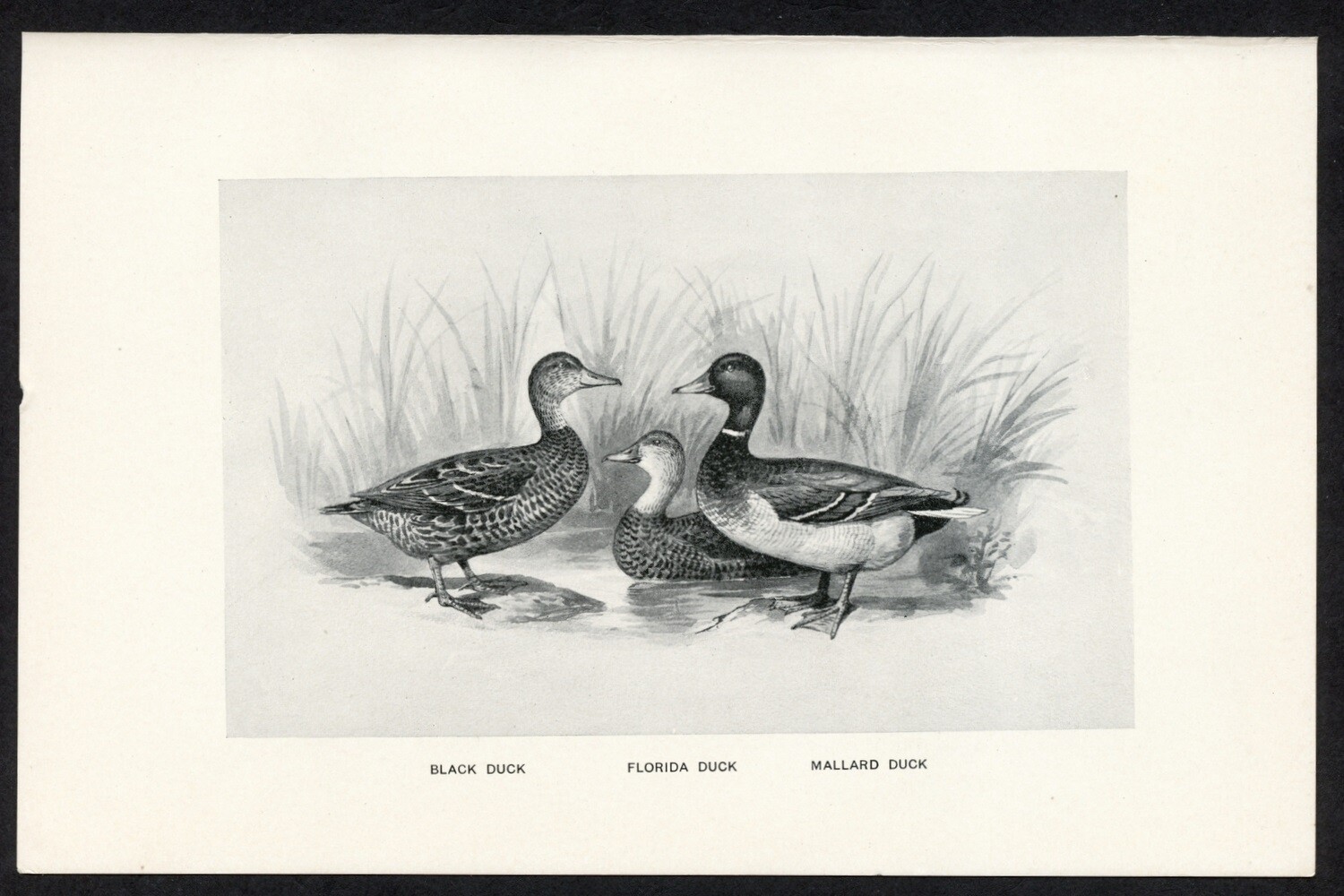 Ducks, American game bird illustration, 1898 hunting print