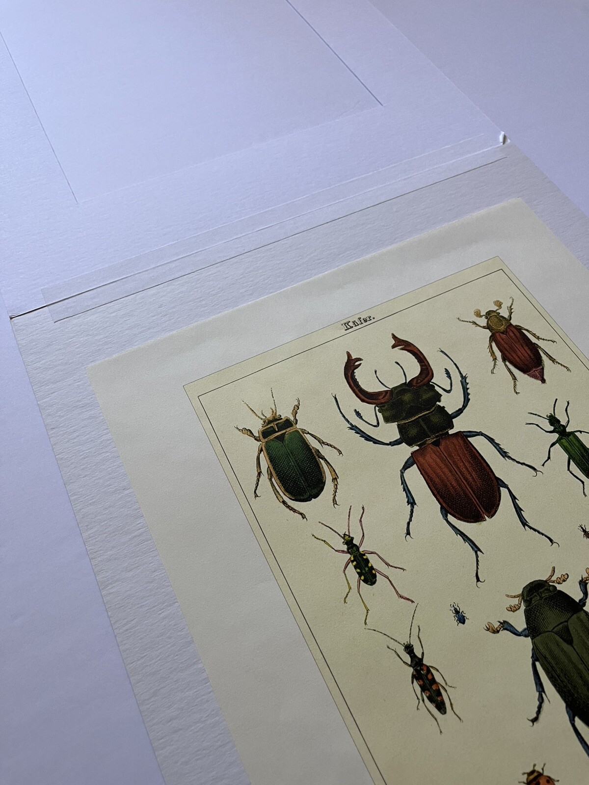 Beetles Vintage Style Curiosities Print Archival Matted 16×20