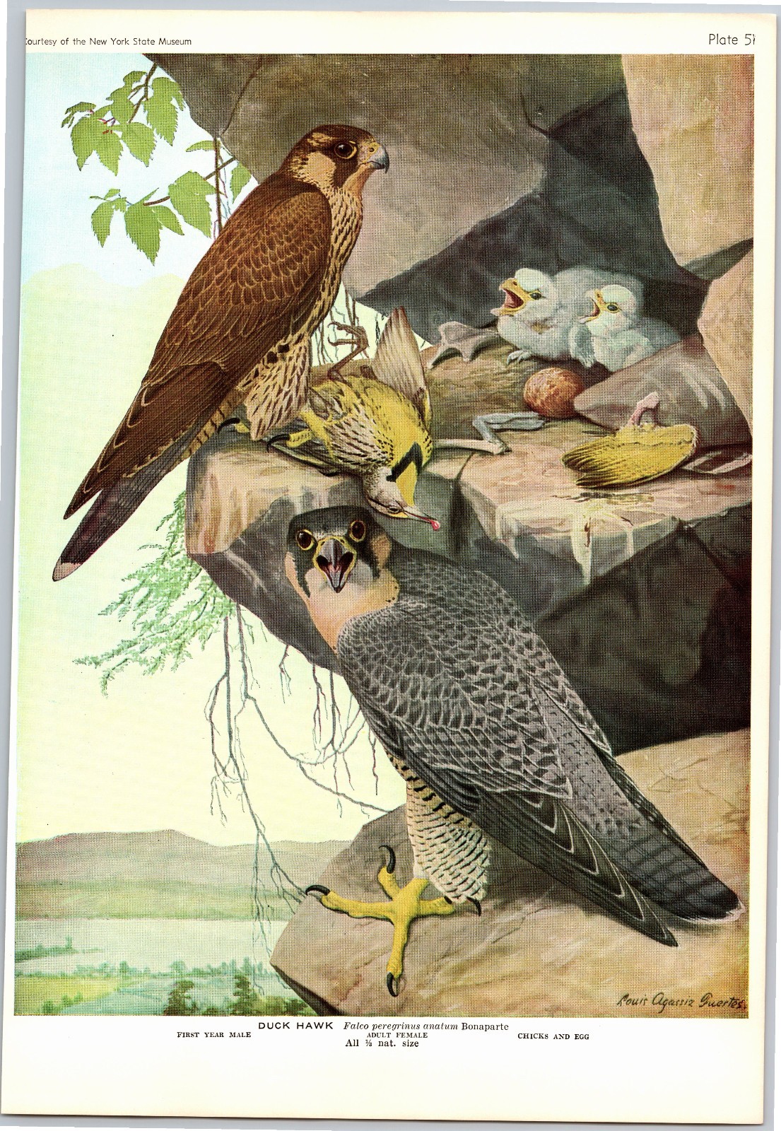 1936 Bird Print, Duck Hawk, Pigeon Hawk, Sparrow Hawk, Vintage Bird Print
