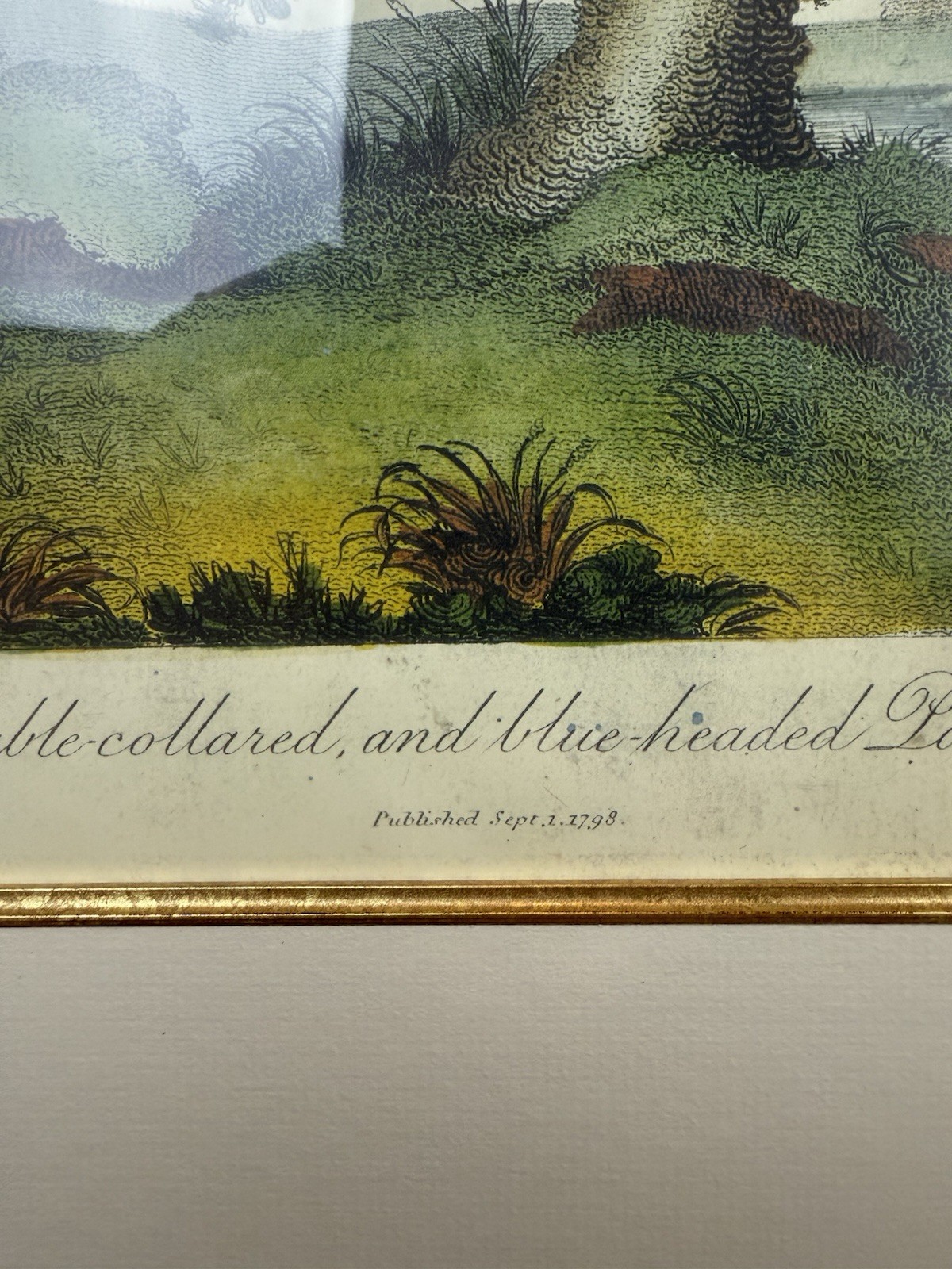1798 Edward Donovan “The double-collared, and blue-headed Parrakeets” – Framed