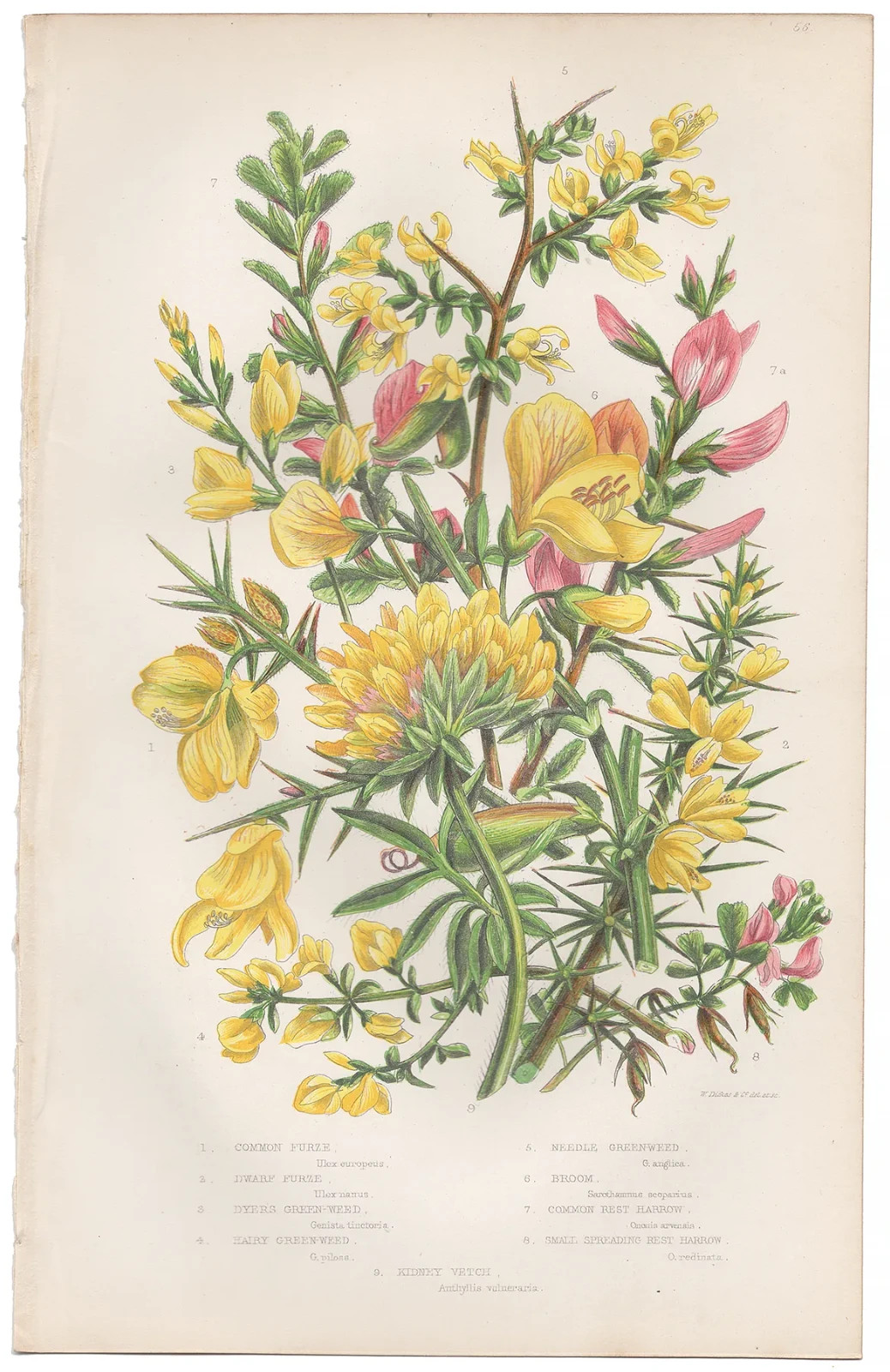 Antique 1860 Anne Pratt botanical print Flowering Plants 56 Furze