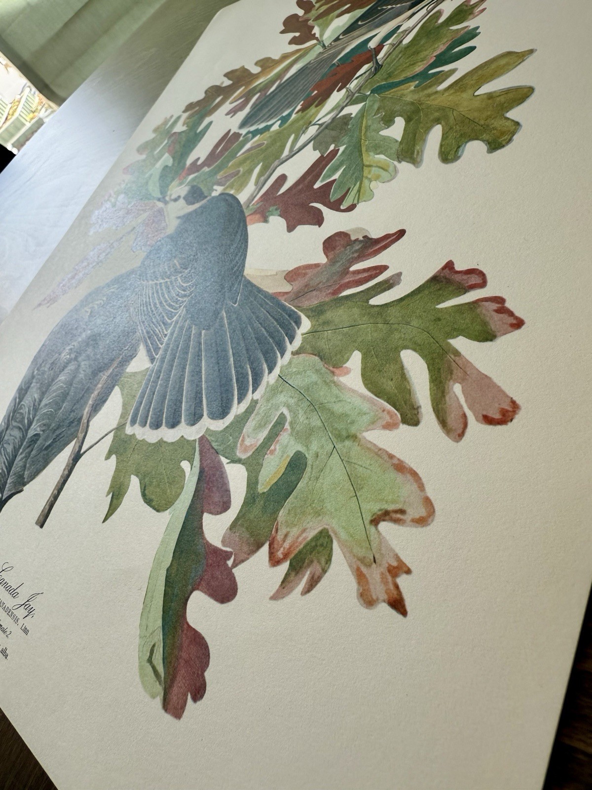 Audubon Canada Jay Print – 1964 Birds of North America Reprint – 17×14