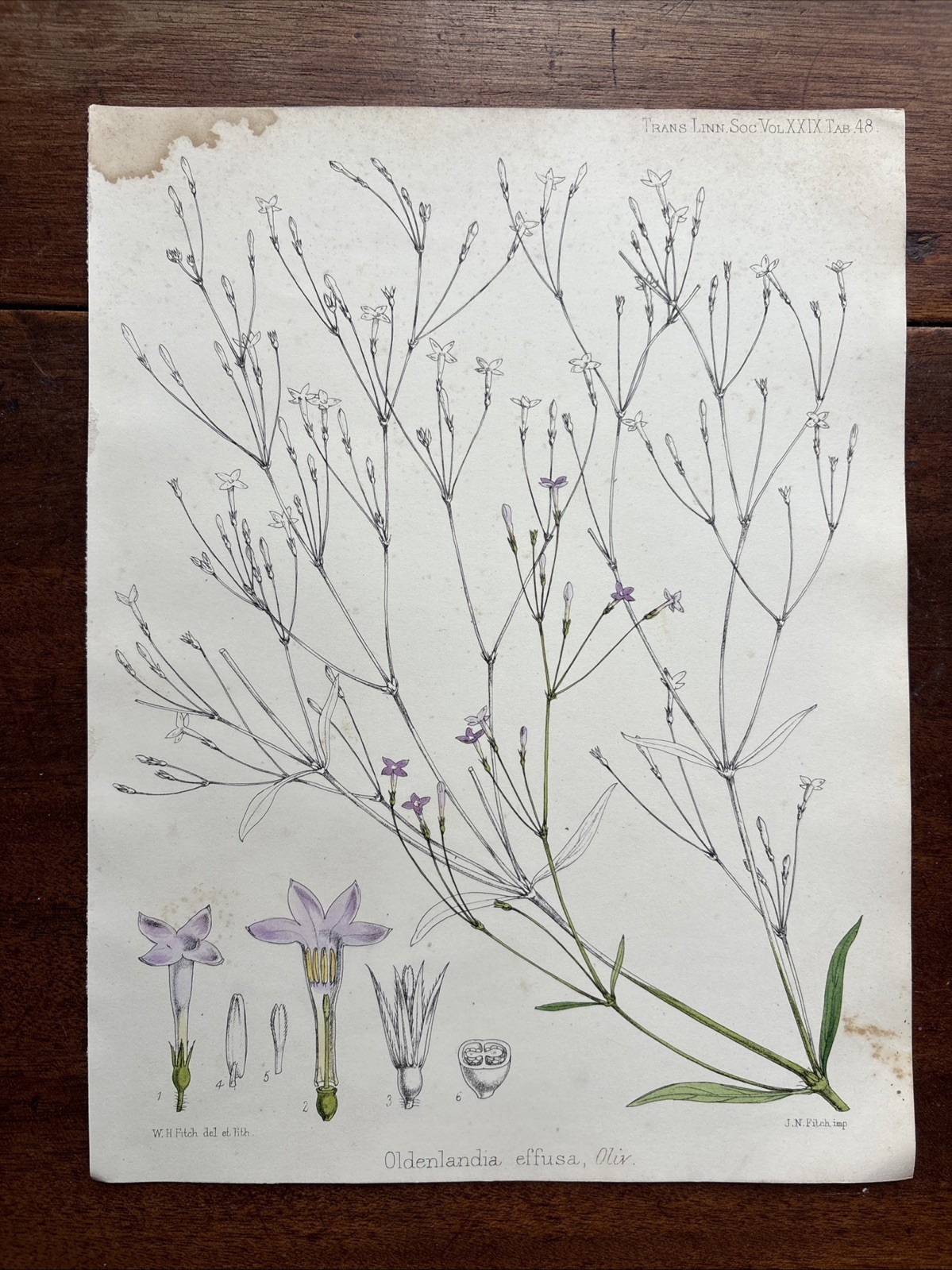 Antique Oldenlandia effusa Botanical Flower Hand-Coloured Engraving 1874