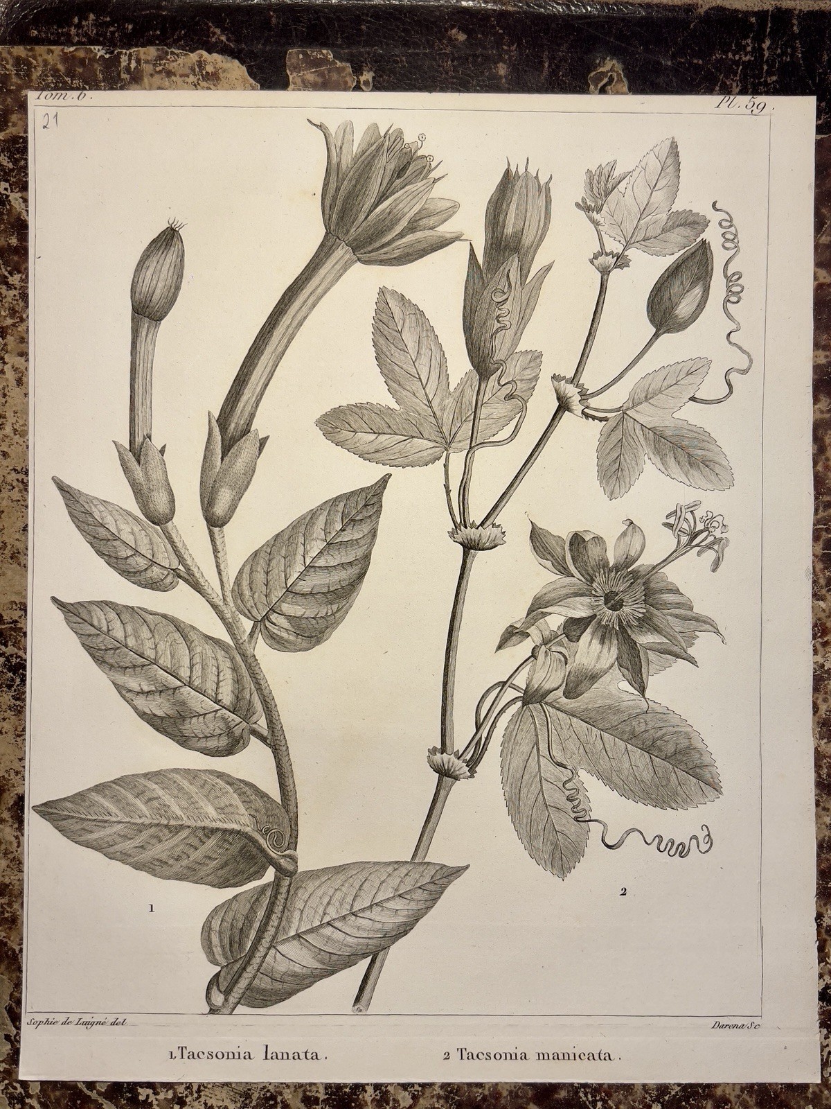 Tacsonia Lanata Manieata Plant Botany Antique Retro Vintage Copperplate Engraving