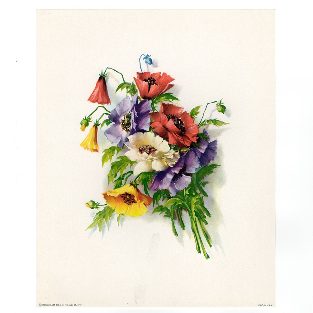 Vintage Poppies Botanical Print Yellow Purple Red White Flowers Donald Art Co