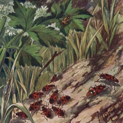 VARIOUS BEETLES – Beetle Insects Lithograph Engraving 1900 Antique Print W Video