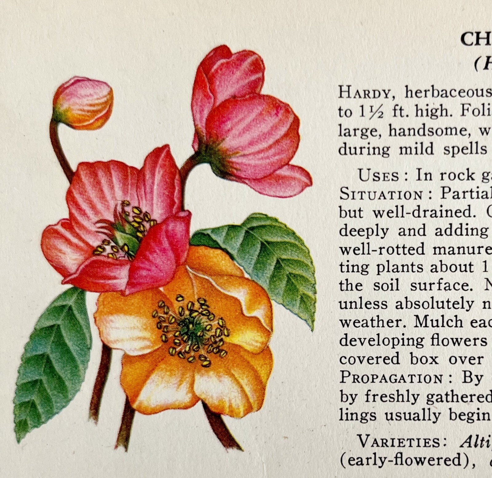 Christmas Rose Garden Flowers 1940 Art Rudolf Freund Color Plate Print PCBG16