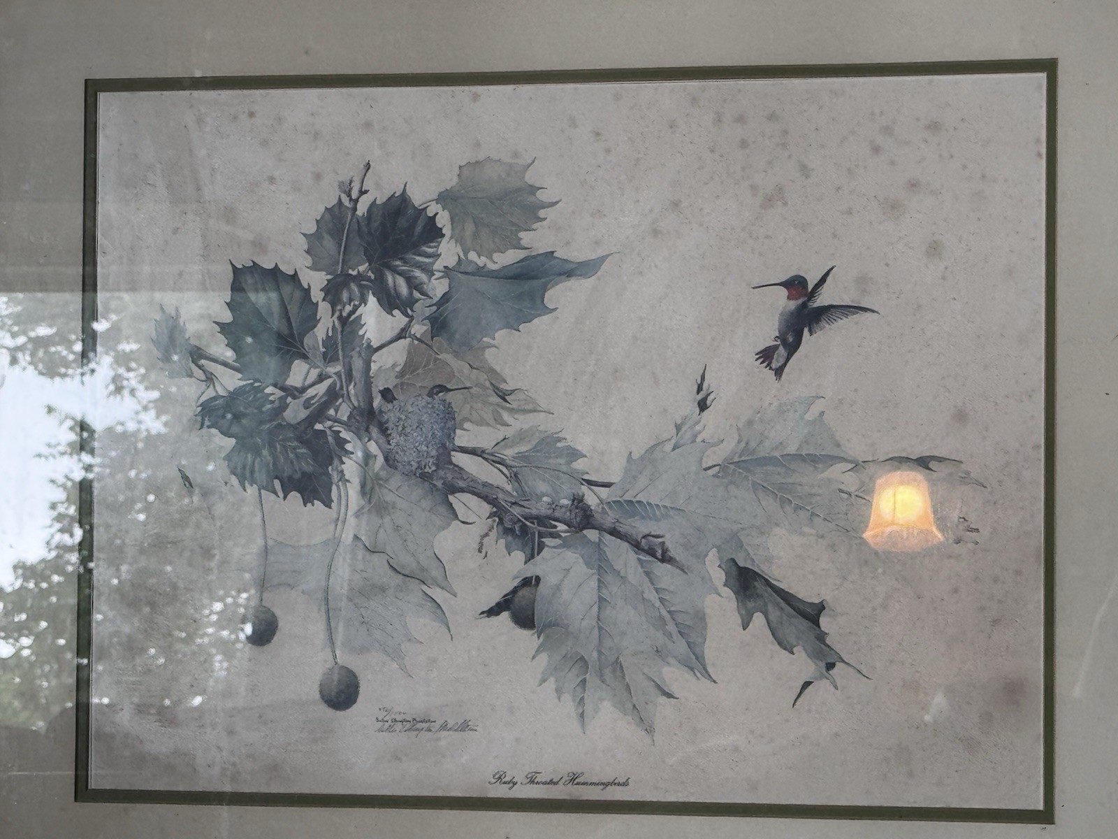 Ruby Throated Hummingbird Sallie Ellington Middleton