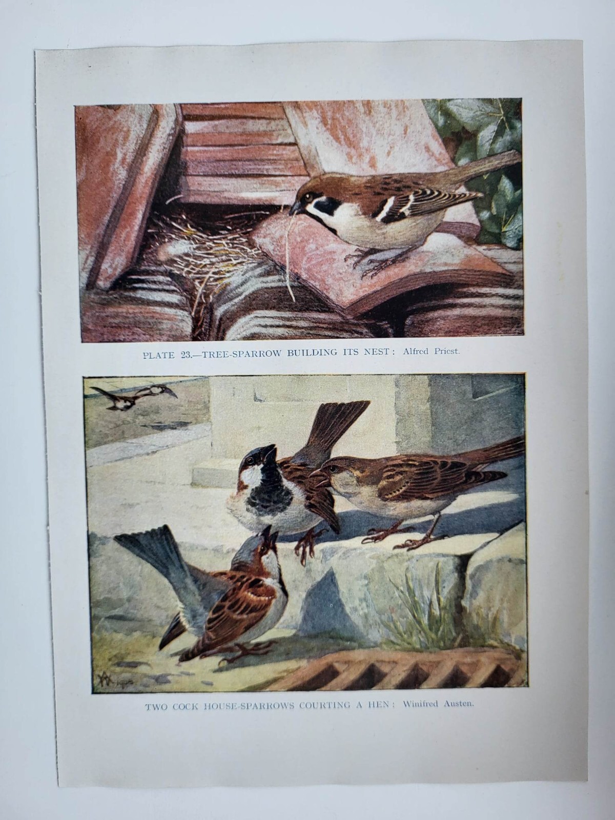 Old Vintage Colour Print British Bird Tree Sparrow House Sparrow