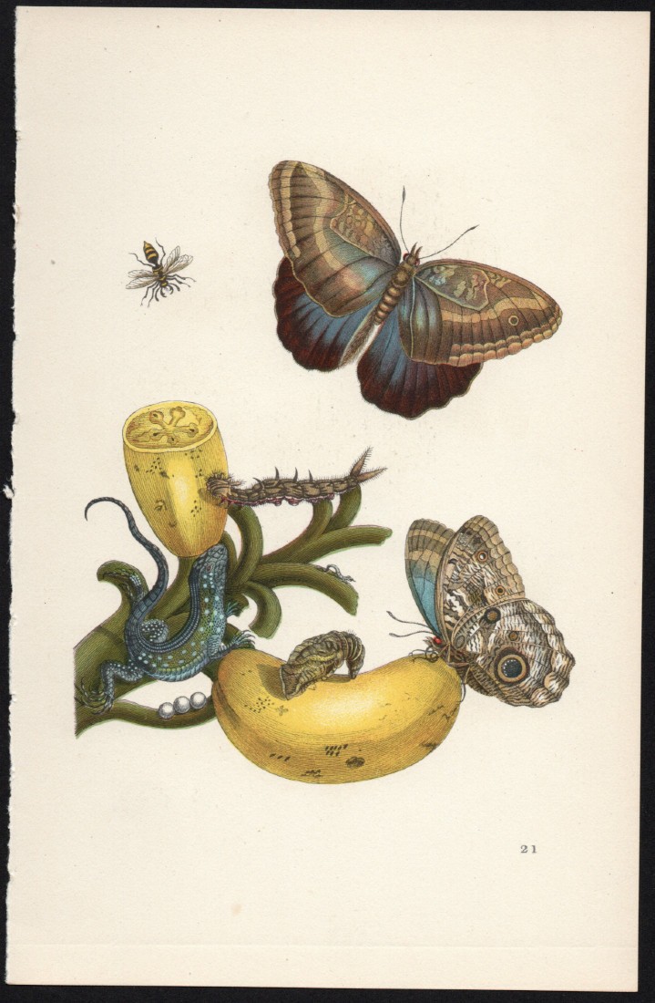 1935 Vintage German Butterfly Print after Merian Banana, Owl Butterfly & Lizard