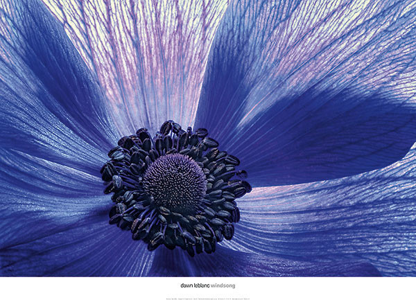 FLORAL ART PRINT – Windsong by Dawn LeBlanc 36×26 Flower Photography Poster