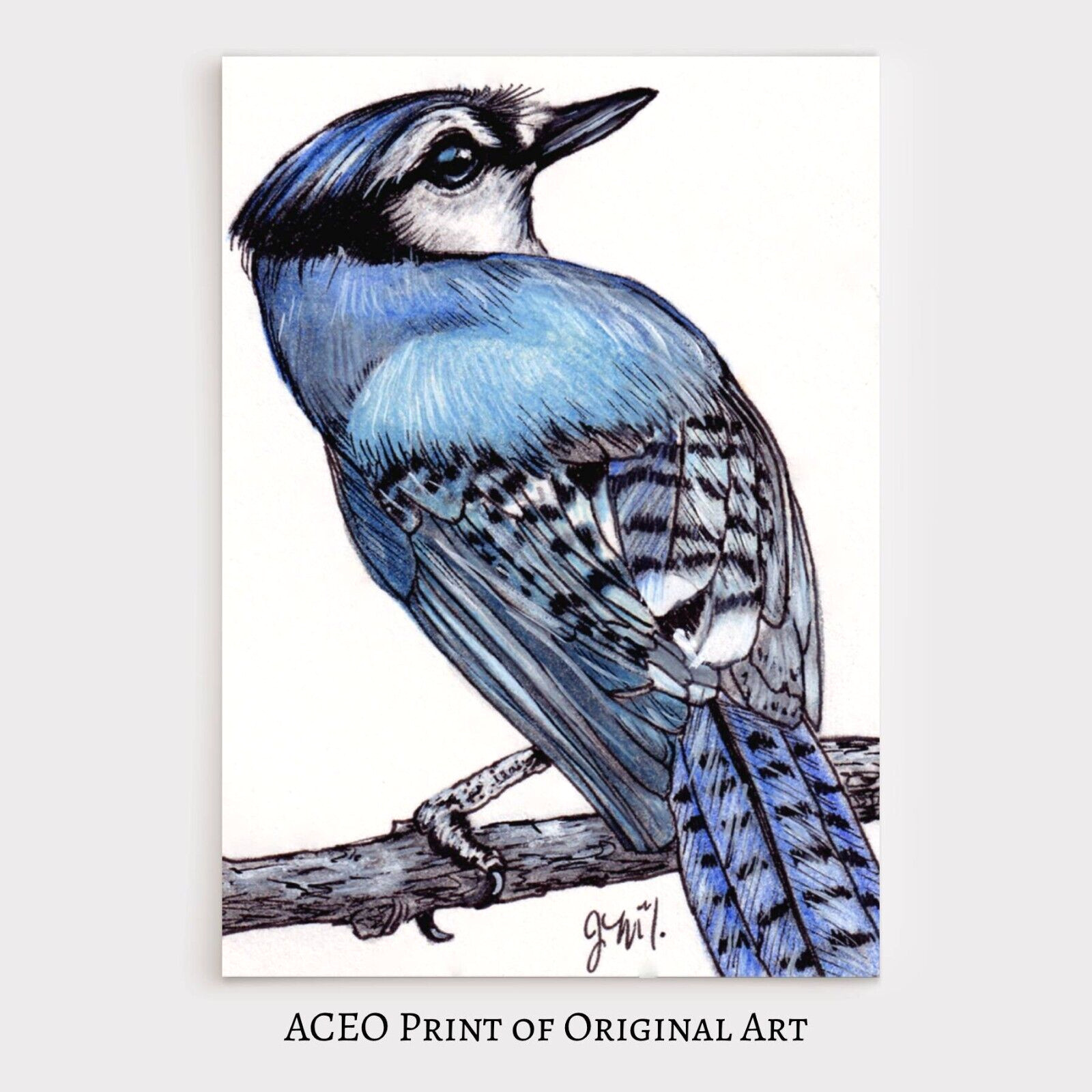 ACEO Print of Original Art Bird, Blue Jay Collectible Card, Miniature Art, ATC