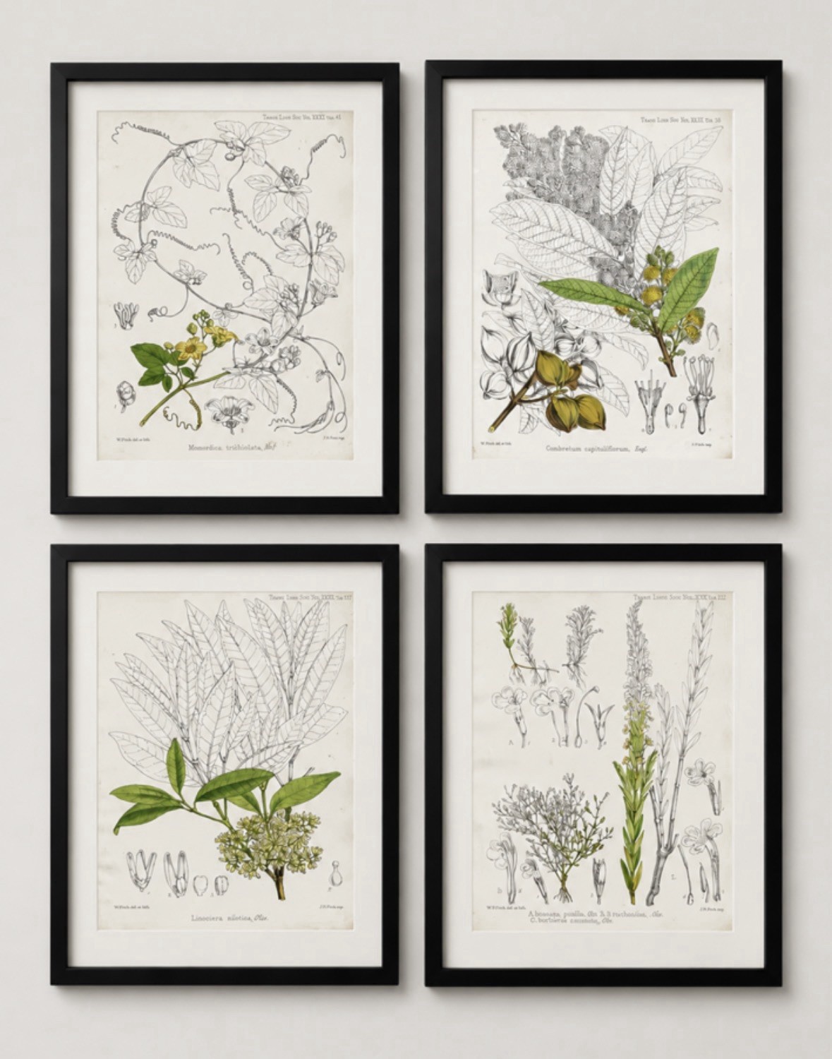Antique Bassia parkii Botanical Flower Hand-Coloured Engraving 1874