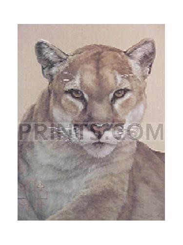 Peter Skirka Cougar