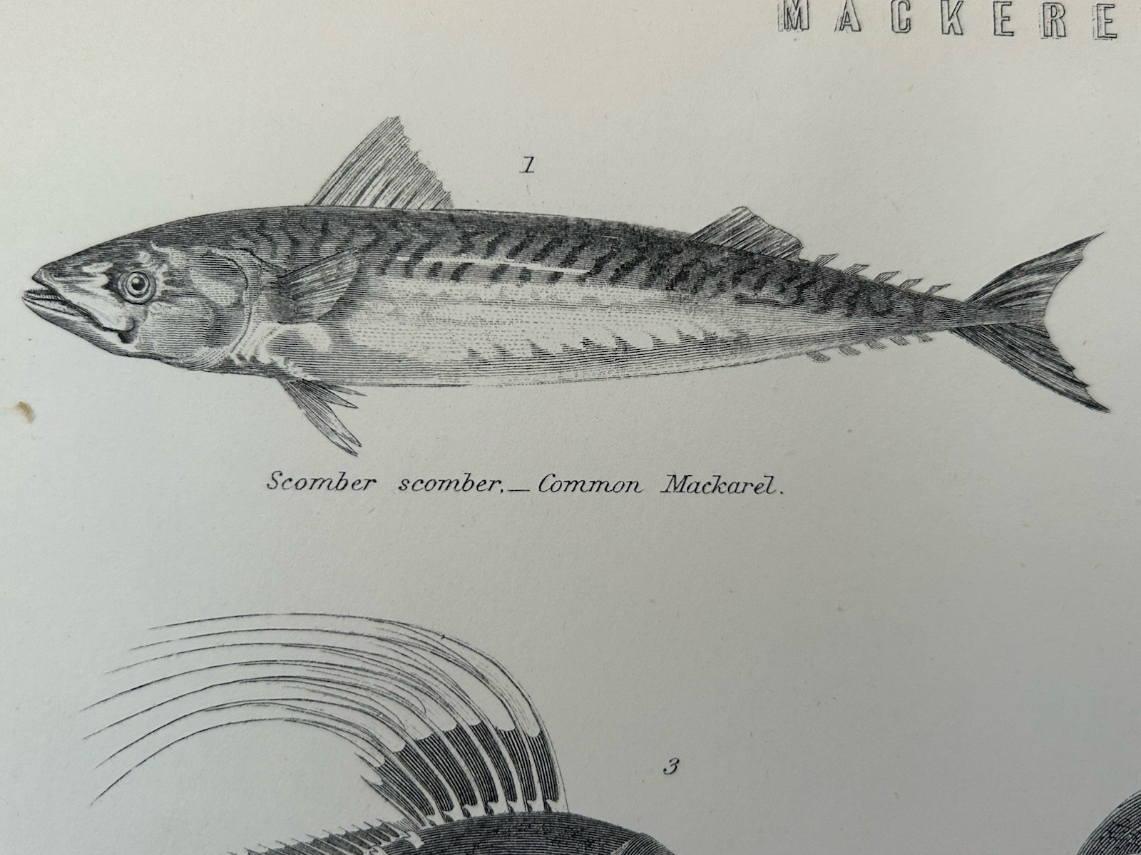 Antique Print Fish c1870s Mackerel Dory Remora Blackfoot Victorian Engraving