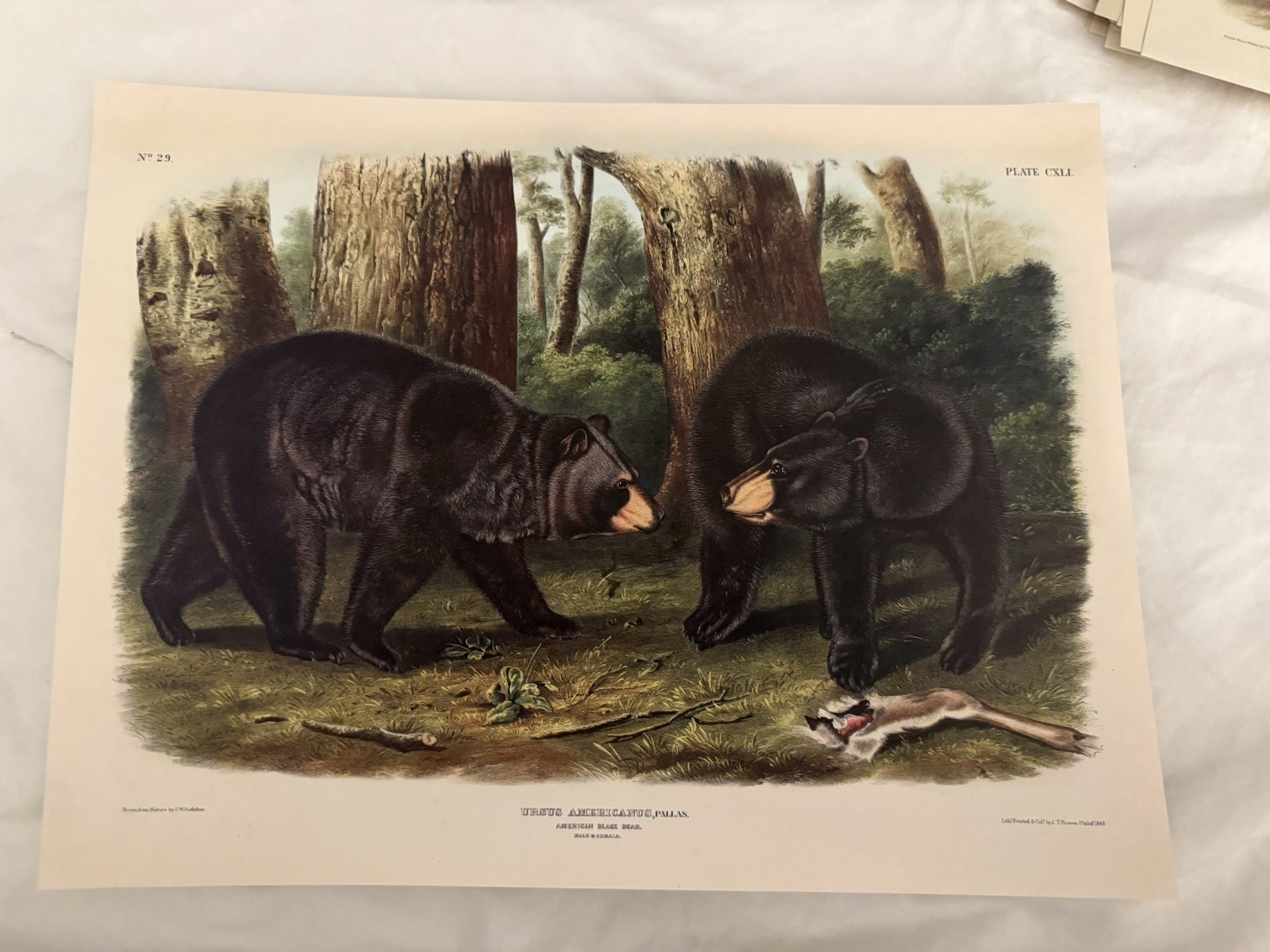 John James Audubon American Black Bear Print Nature Art Unframed Landscape