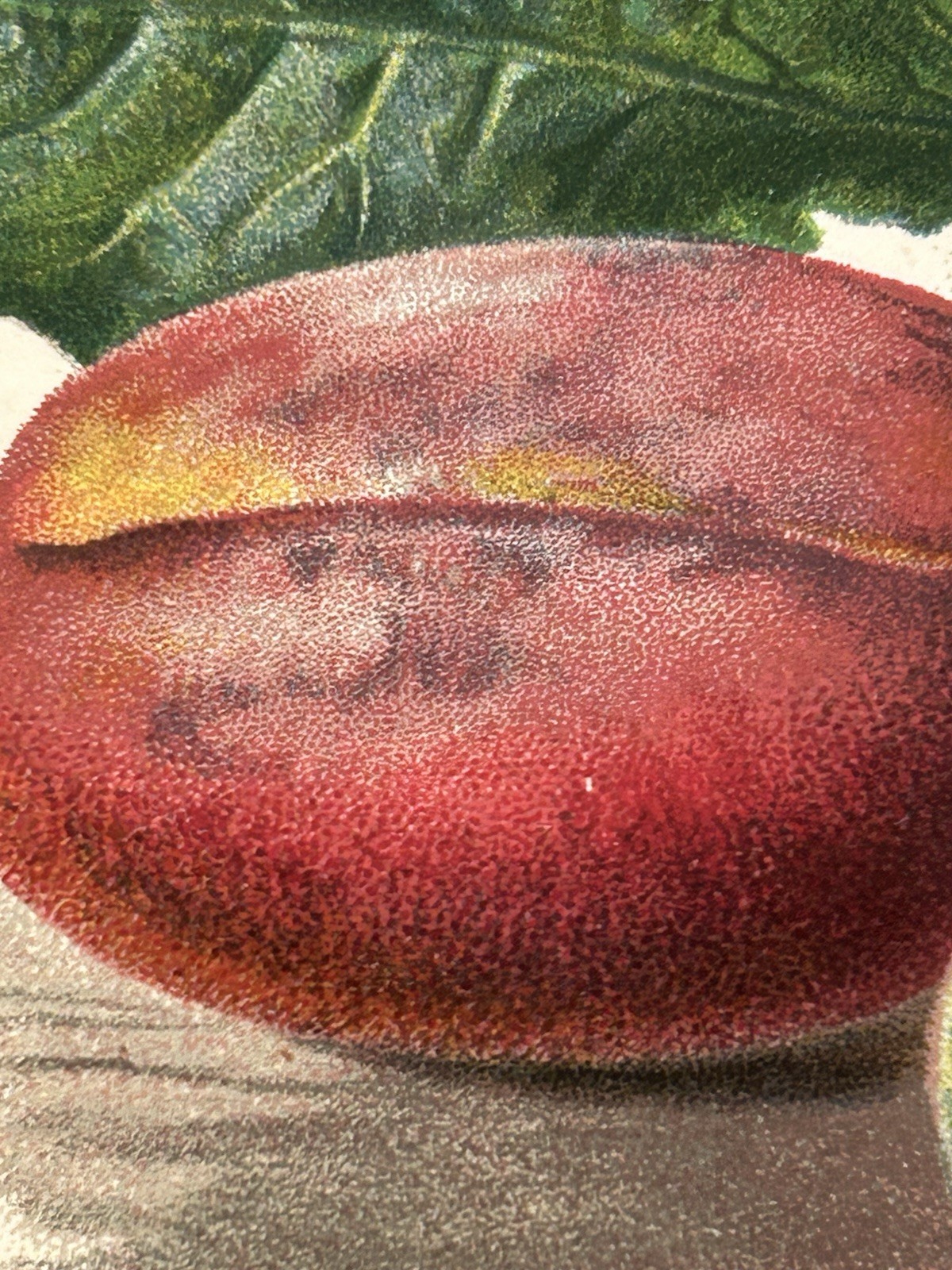 Antique Print Flowers & Fruit Of The Plum Tree c1800’s Botanical Victorian
