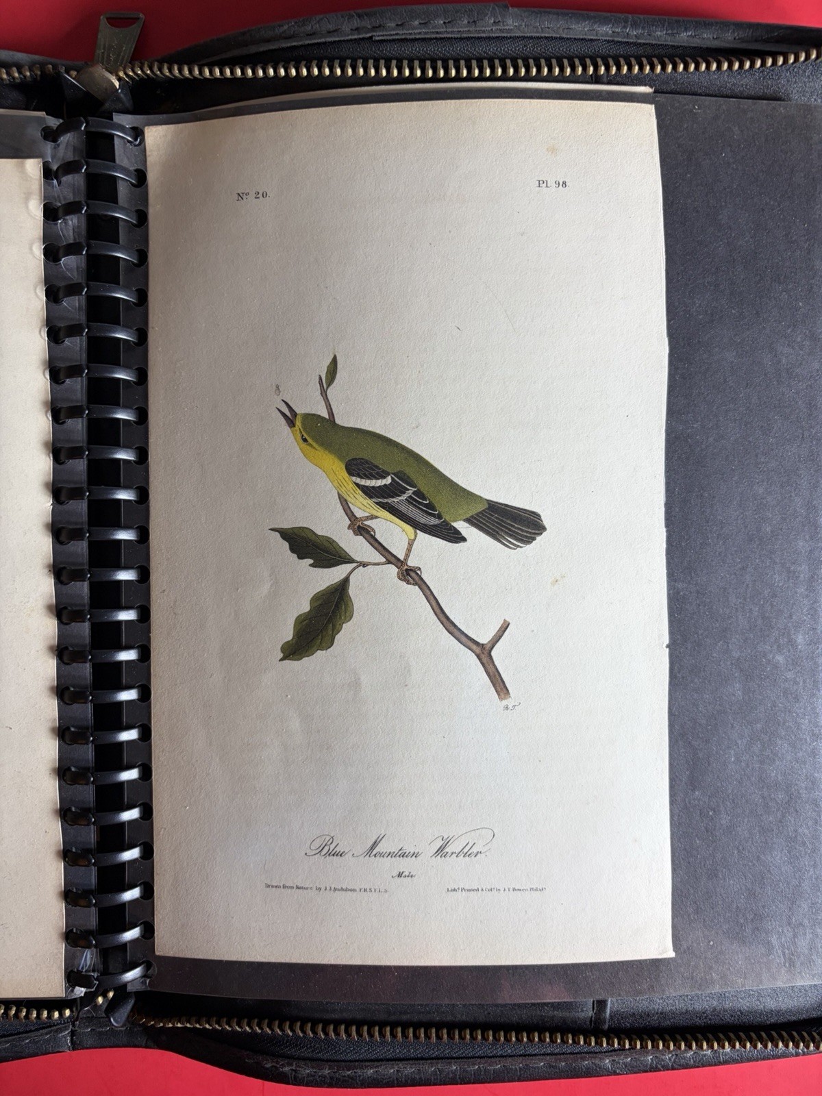 Audubon Birds Of America 1st Edition Print 1840 Octavo- Mtn Warbler- Authentic