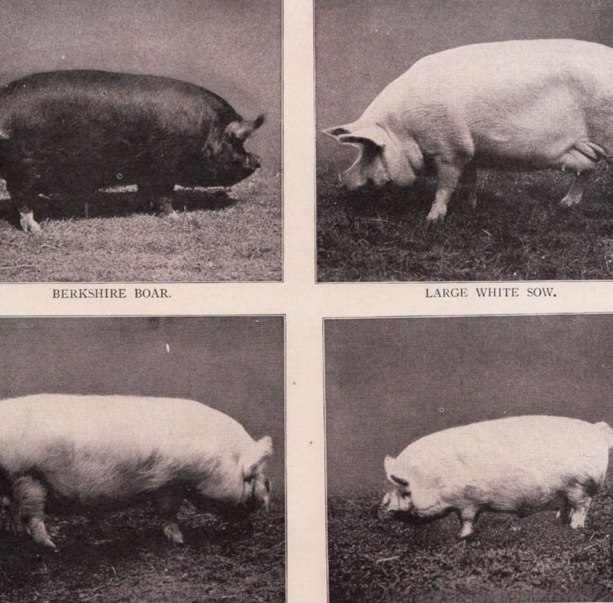 English Pig Breeds Berkshire Tamworth White Boar Sow 1910 Antique Print