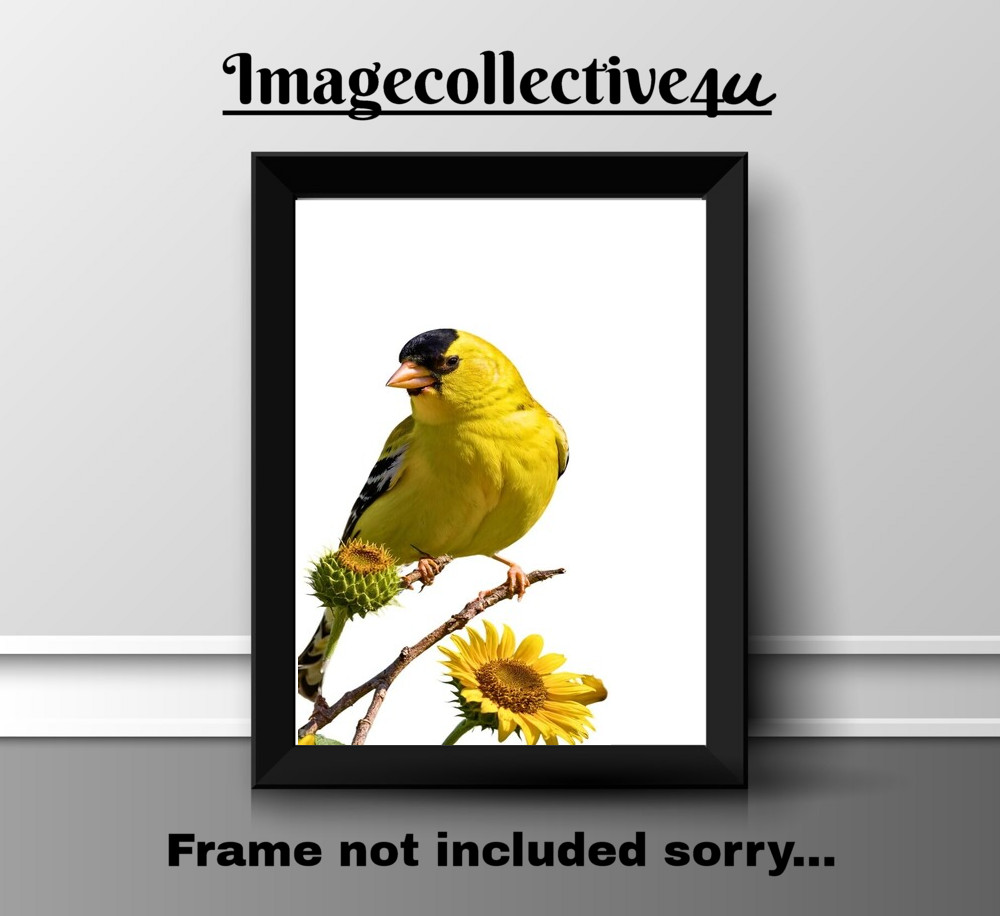 AMERICAN GOLDFINCH A4 PRINT PICTURE POSTER  WALL ART HOME DECOR BIRDS NATURE